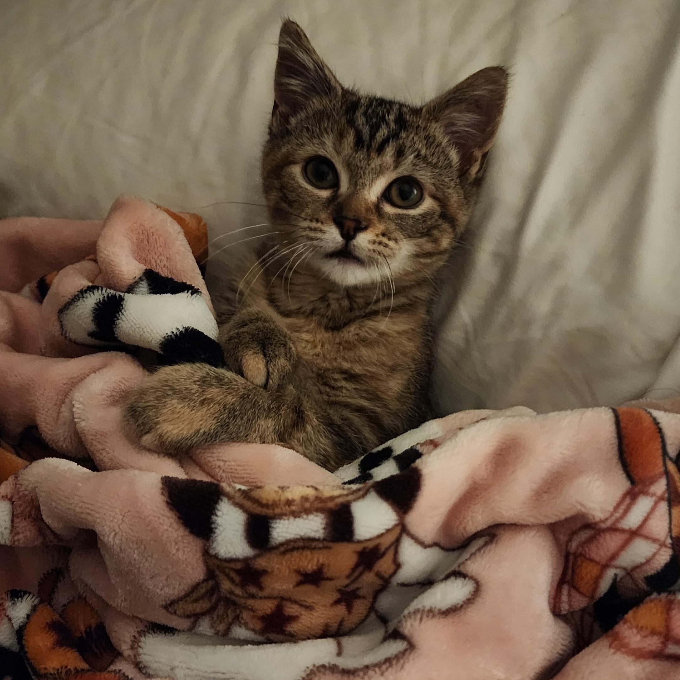 Enlarge Pothole, an adopted Domestic Short Hair in Washington, MI image 1/3