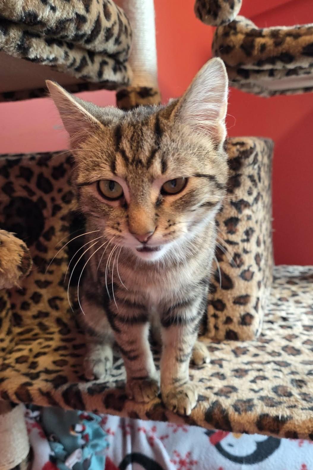 Brazilnut, ADOPTABLE, Young Male Domestic Short Hair.