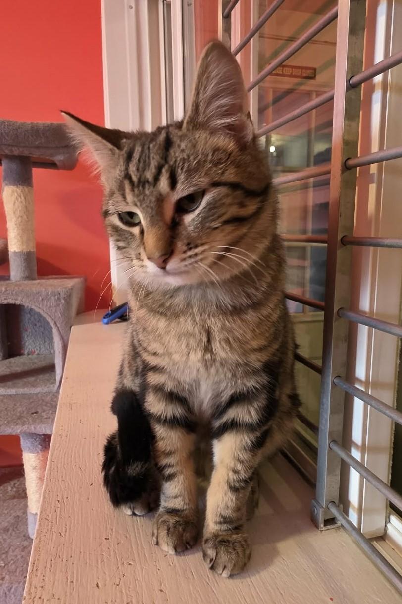 Enlarge Brazilnut, a ADOPTABLE Domestic Short Hair in Elizabeth, IL image 2/3