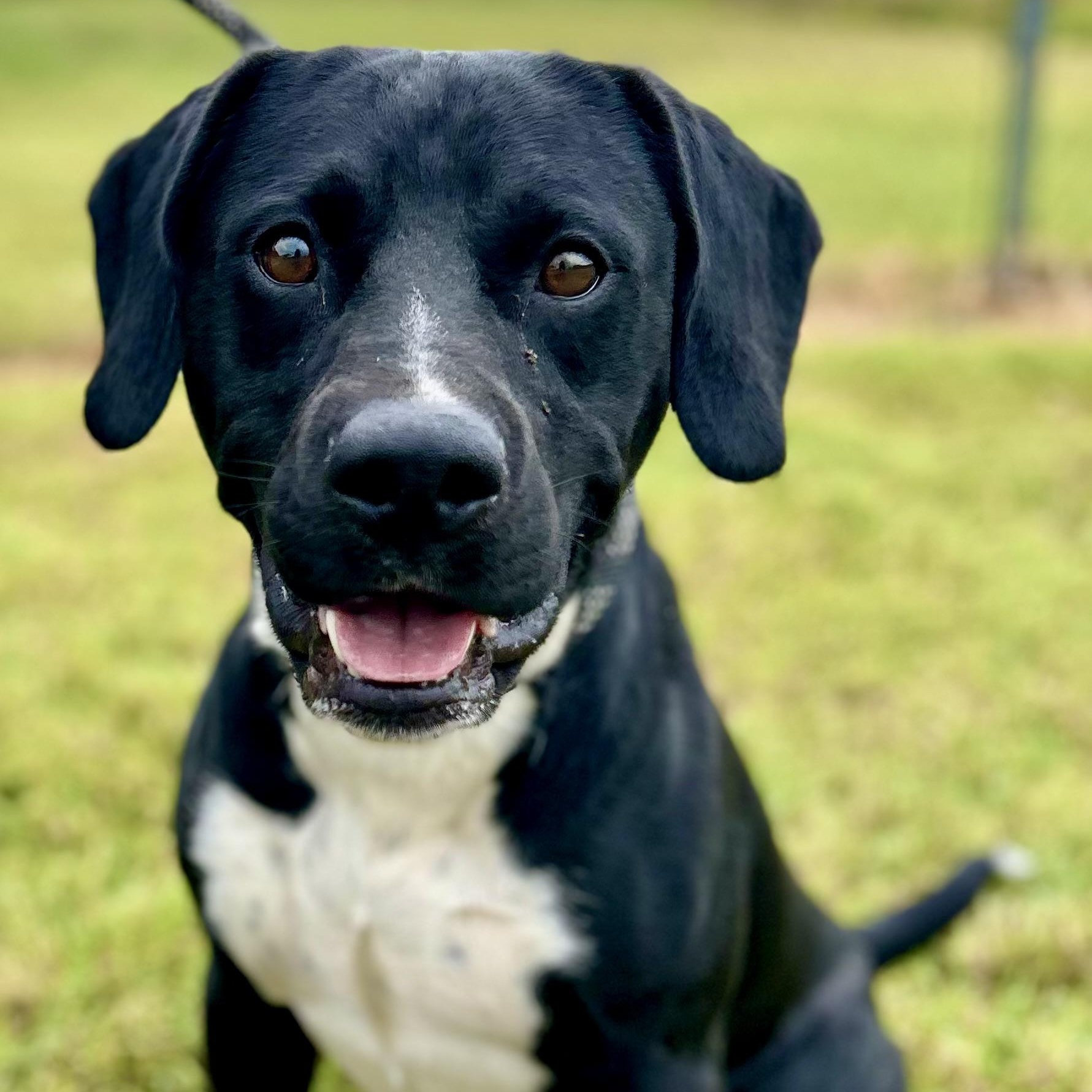 ODIN, Adoptable, Young Male Terrier.