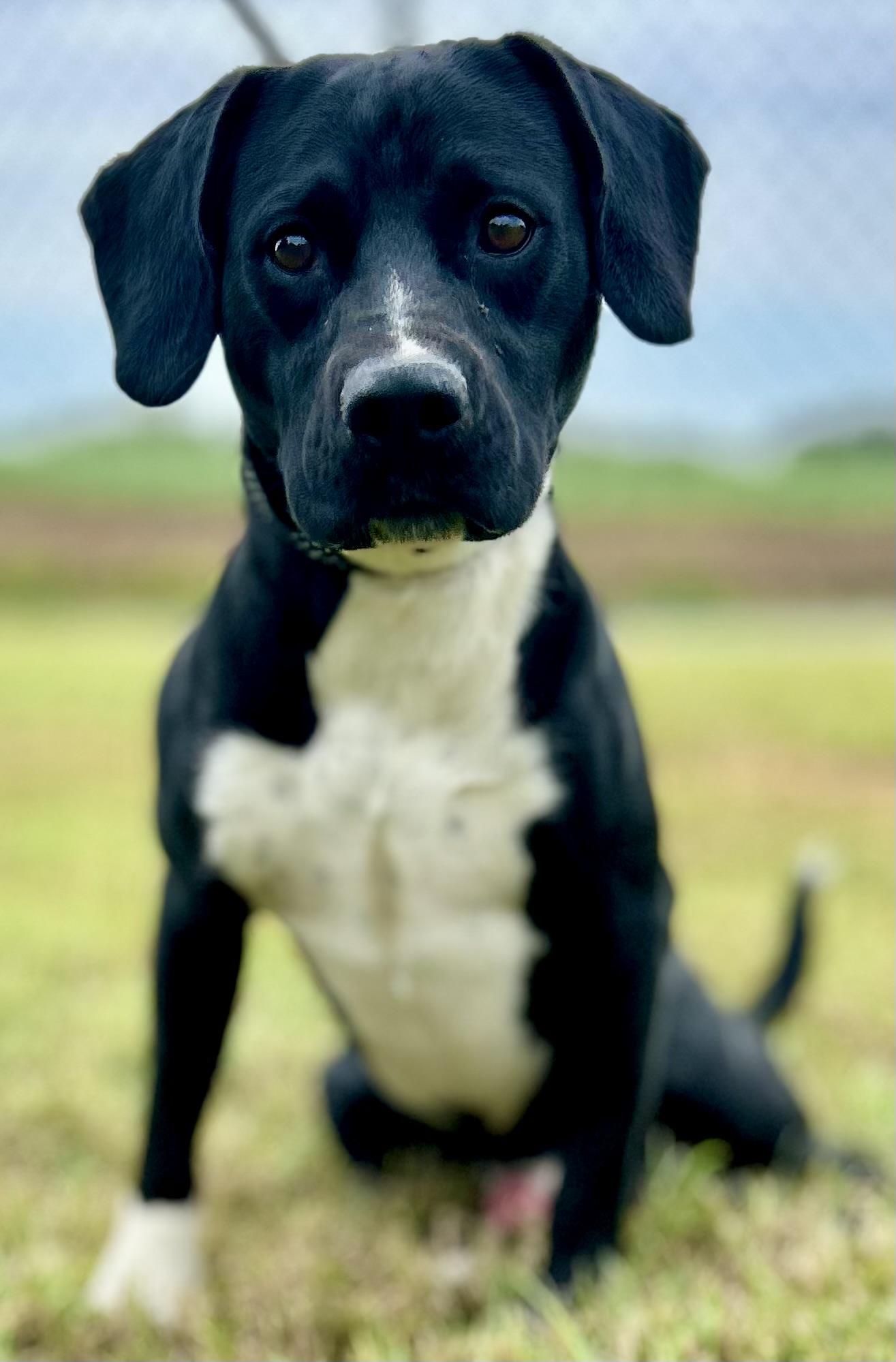 ODIN, a Adoptable mixed breed in Franklin, KY image 2/6