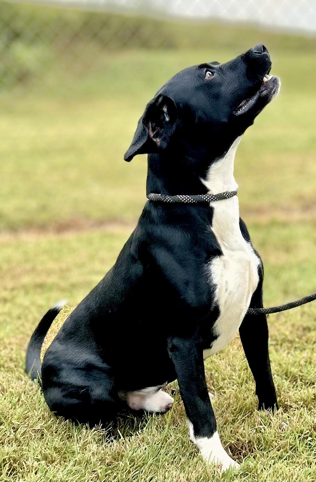 ODIN, a Adoptable mixed breed in Franklin, KY image 3/6