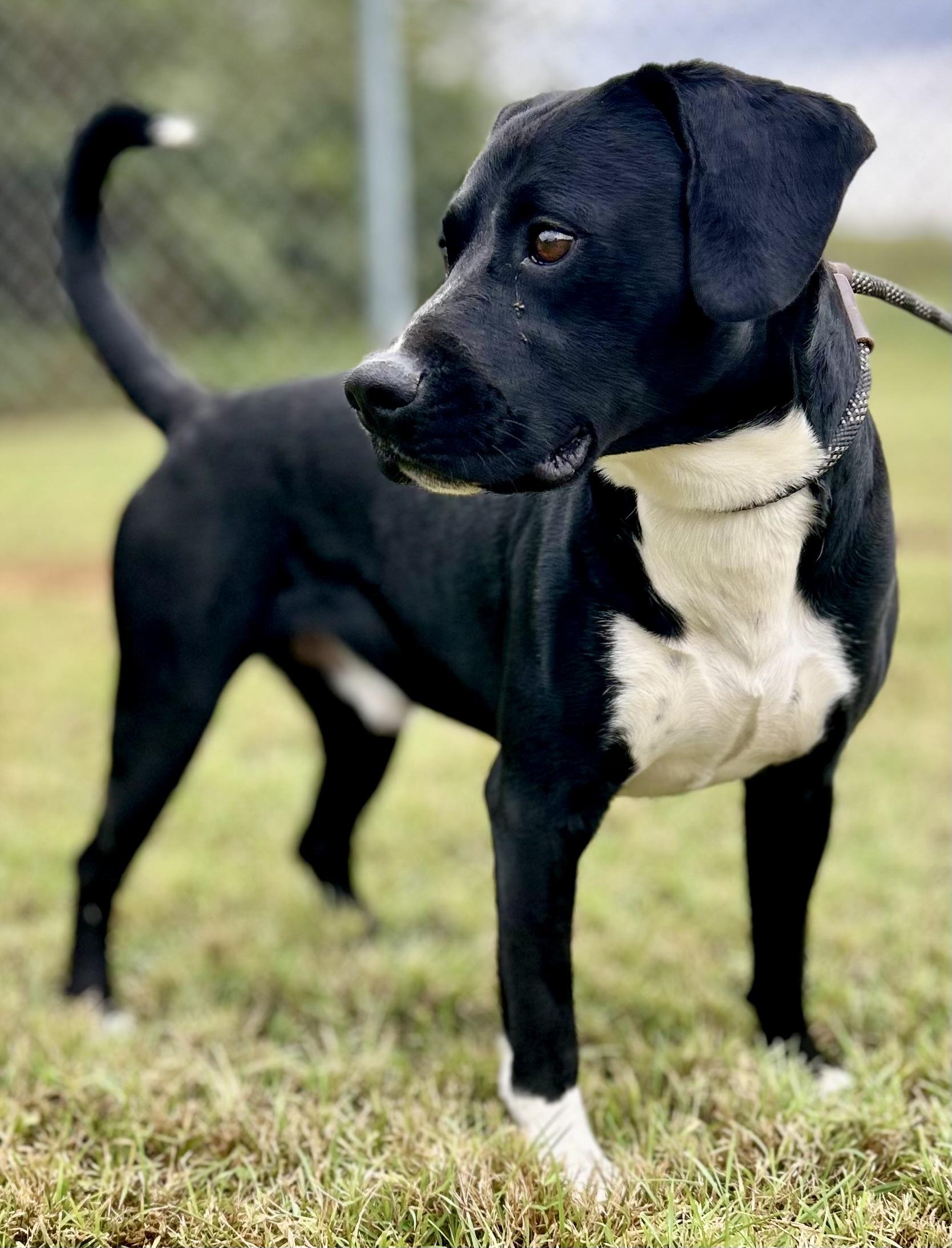 ODIN, a Adoptable mixed breed in Franklin, KY image 4/6