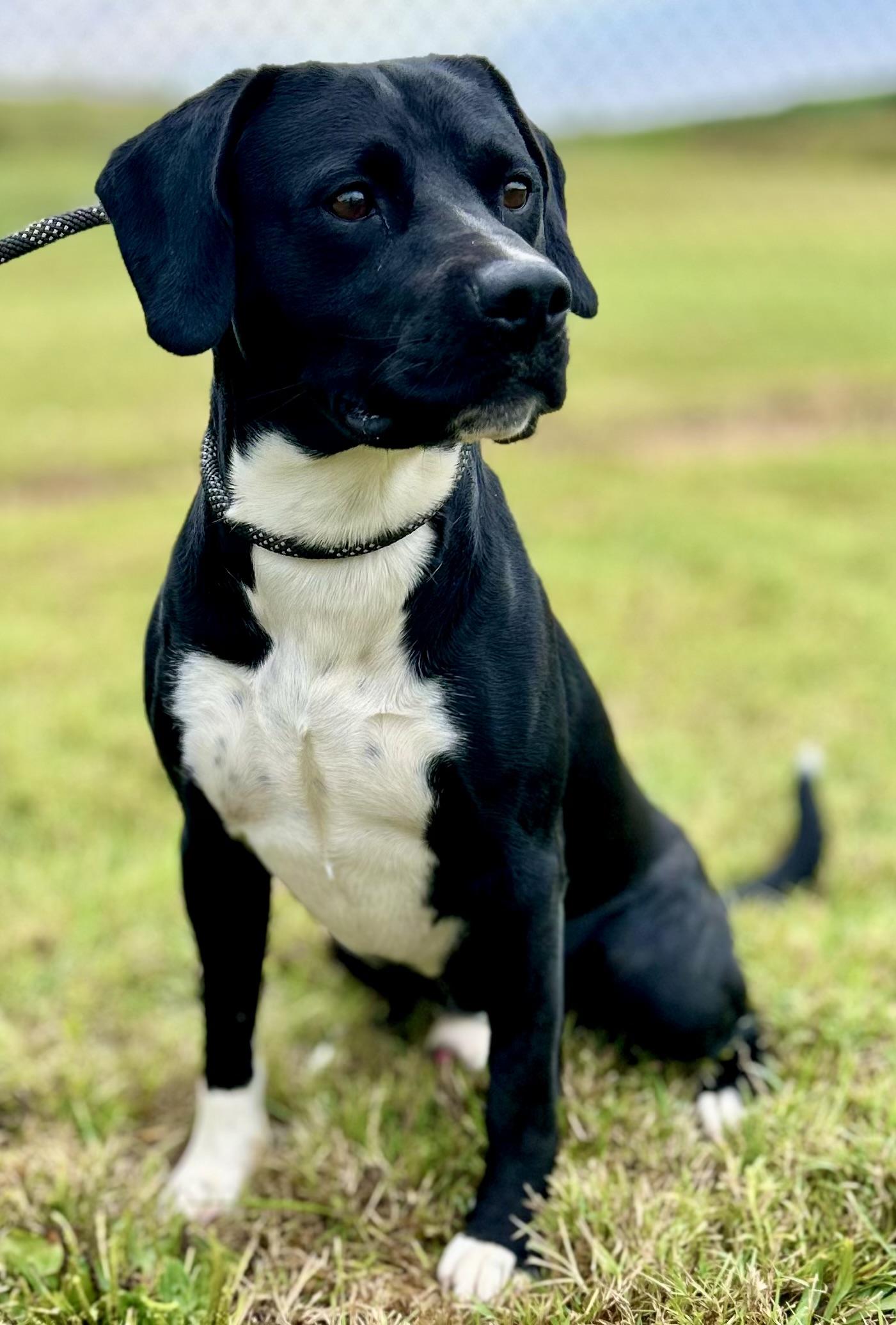 ODIN, a Adoptable mixed breed in Franklin, KY image 5/6