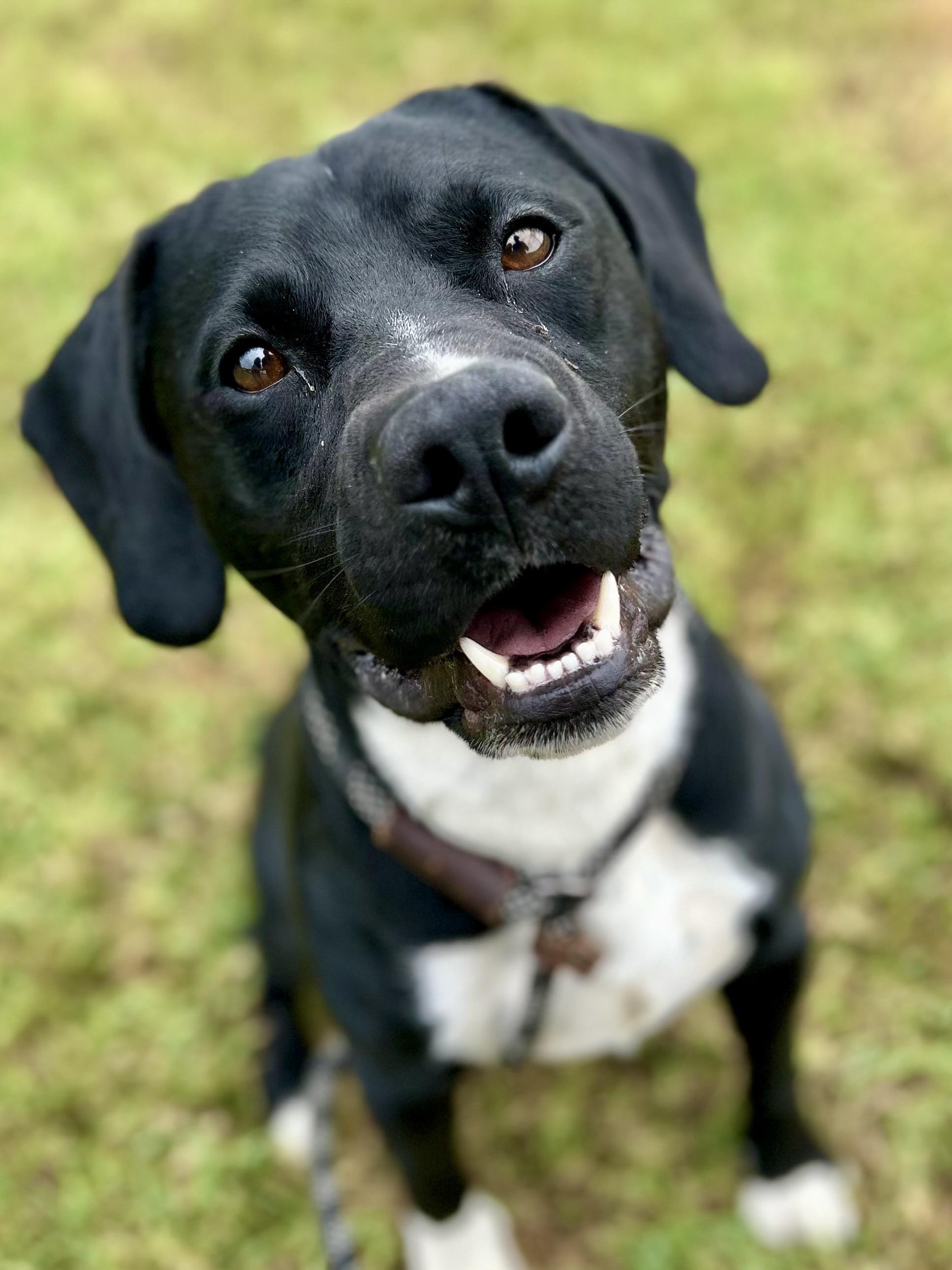 ODIN, a Adoptable mixed breed in Franklin, KY image 6/6