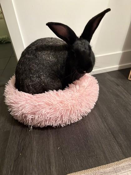 Eclipse, a ADOPTABLE American in Toronto, ON image 3/4