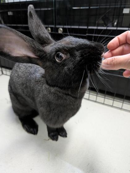 Eclipse, a ADOPTABLE American in Toronto, ON image 1/4