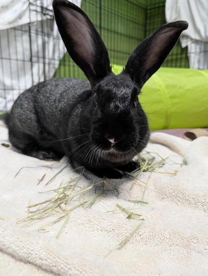 Eclipse, a ADOPTABLE American in Toronto, ON image 2/4