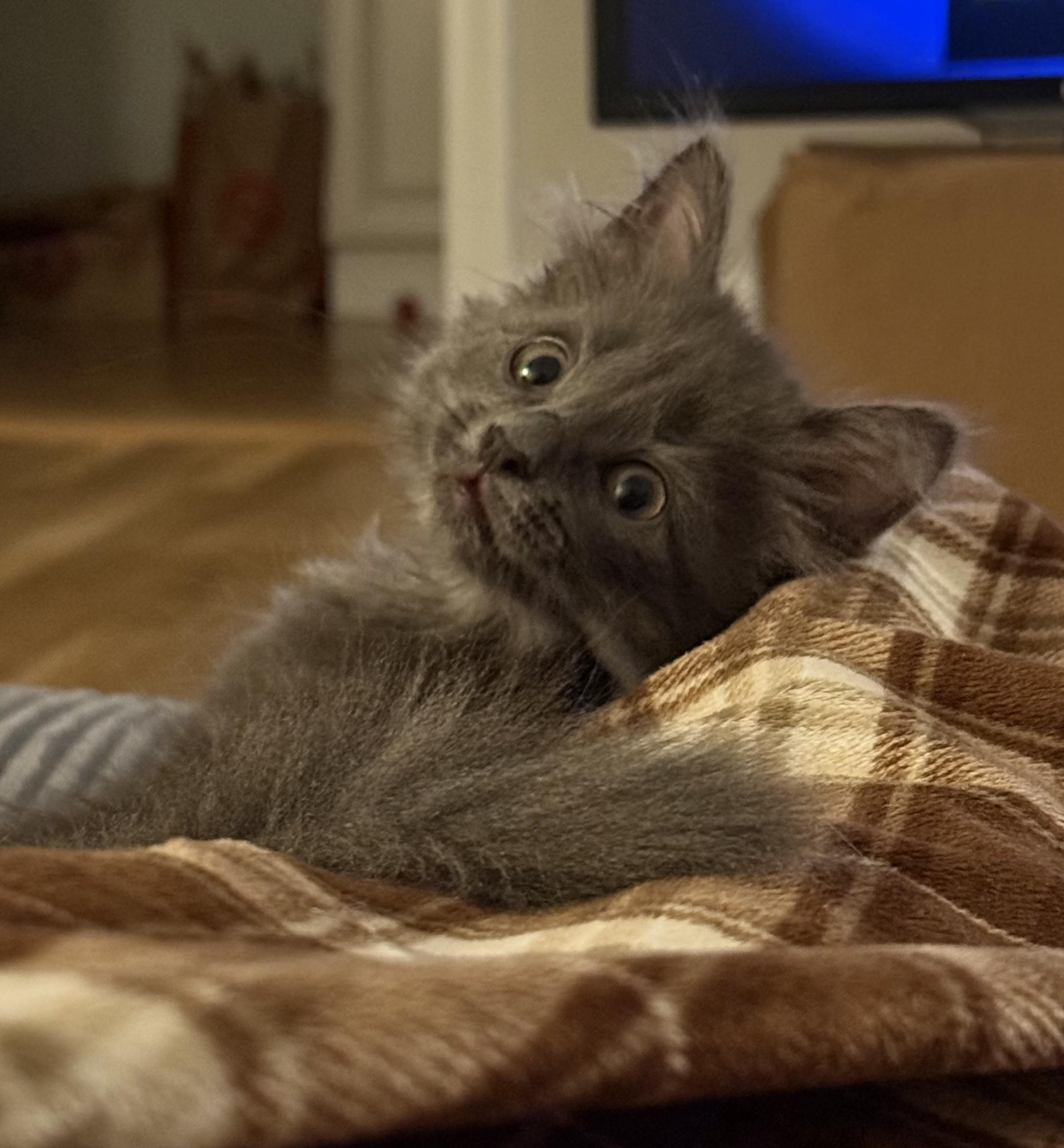 Enlarge Cleo, an adopted Domestic Long Hair in Harrison, NY image 2/3