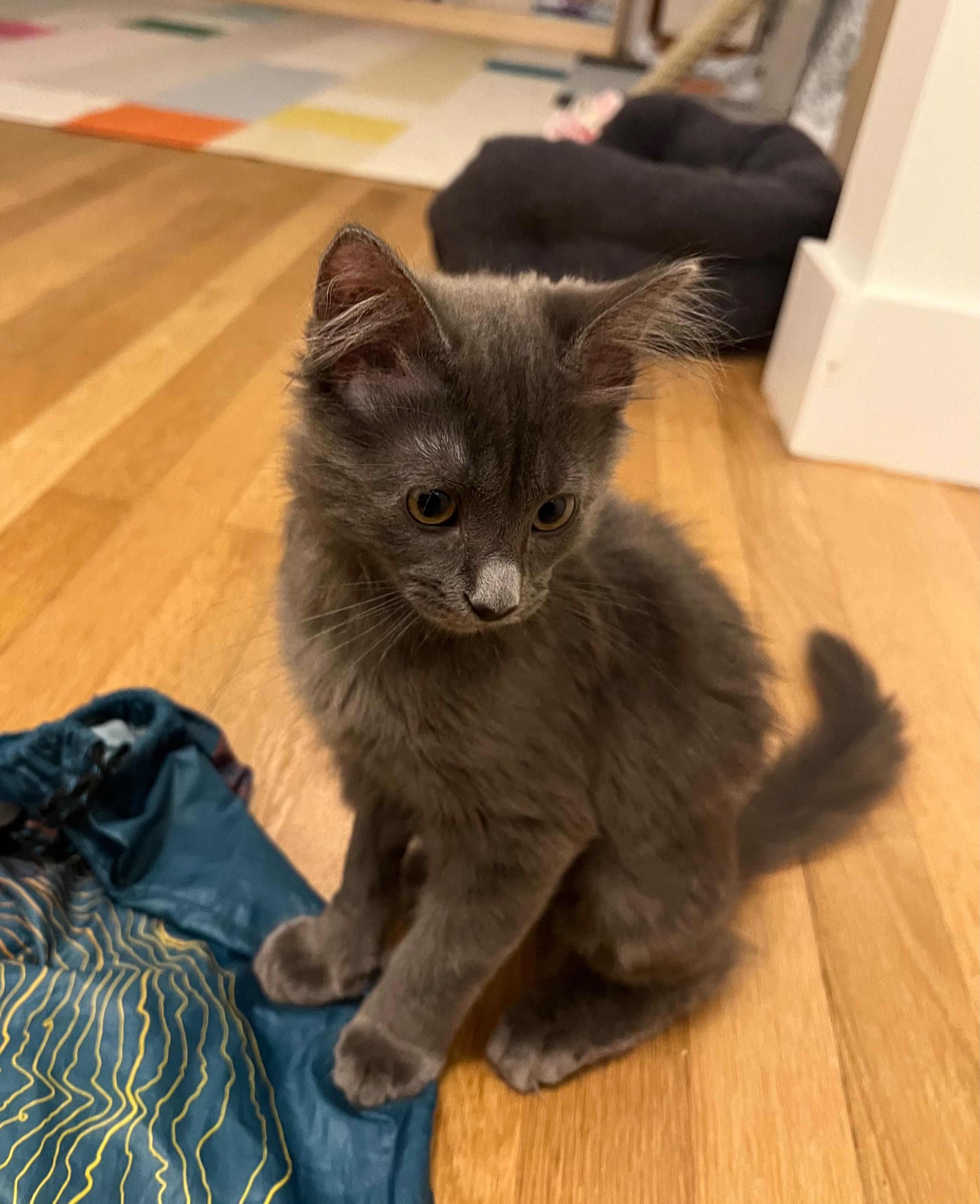 Cleo, adopted, Kitten Female Domestic Long Hair.