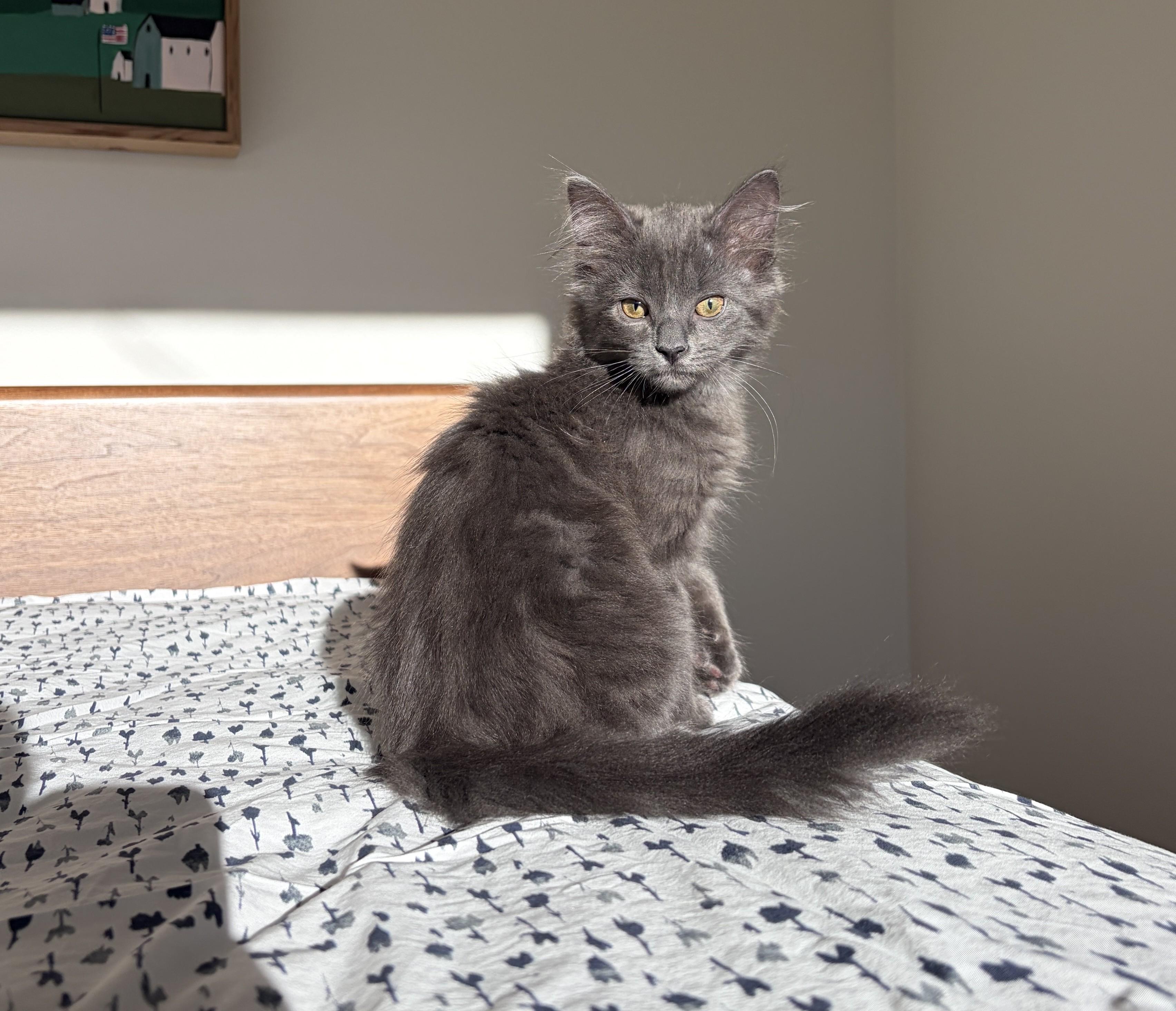 Enlarge Cleo, an adopted Domestic Long Hair in Harrison, NY image 3/3