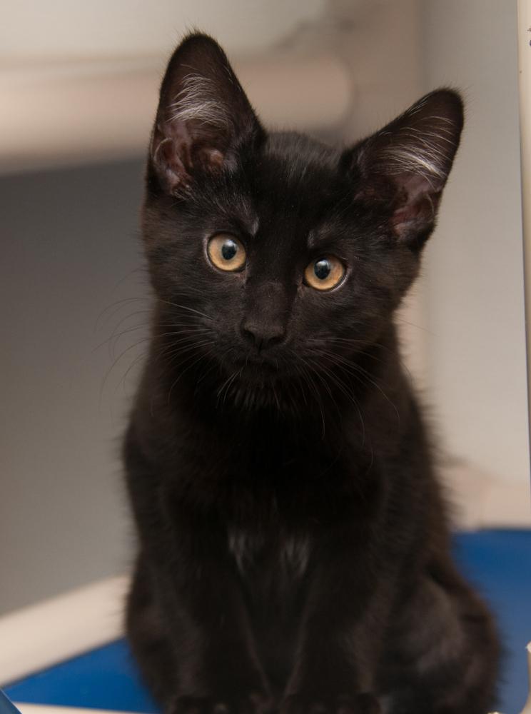 Boop (gets adopted with Bink), a Adoptable Domestic Short Hair in Westminster, CO image 2/6