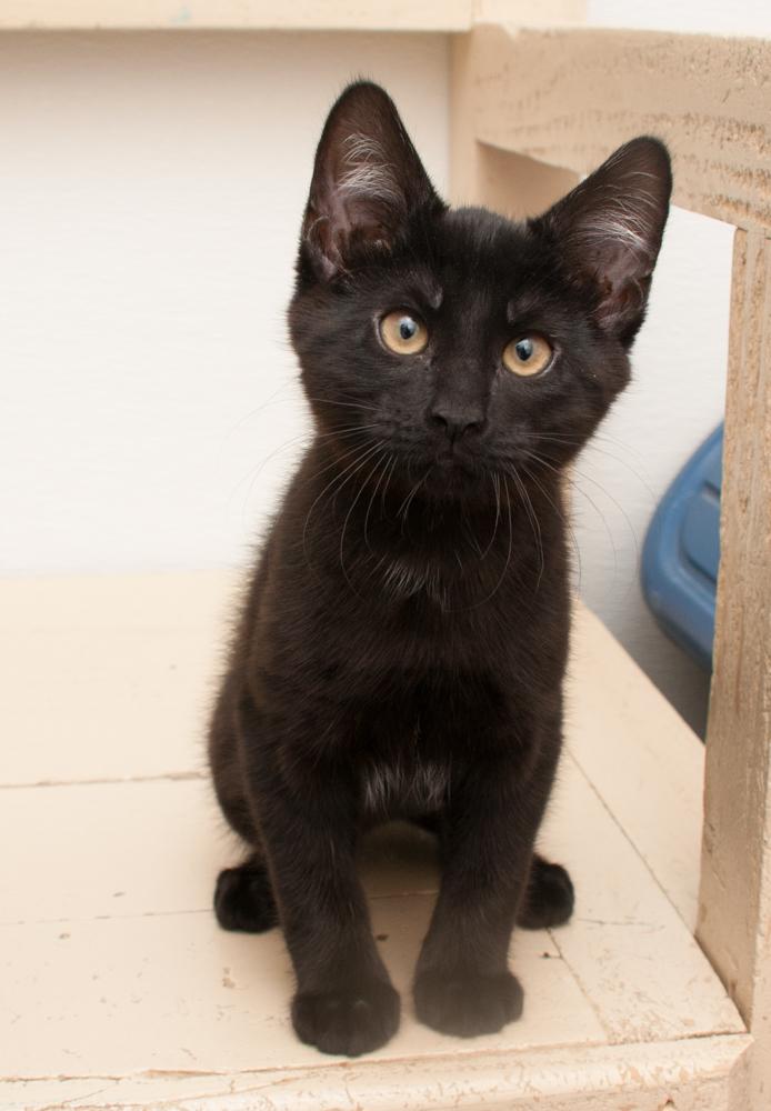 Boop (gets adopted with Bink), a Adoptable Domestic Short Hair in Westminster, CO image 3/6