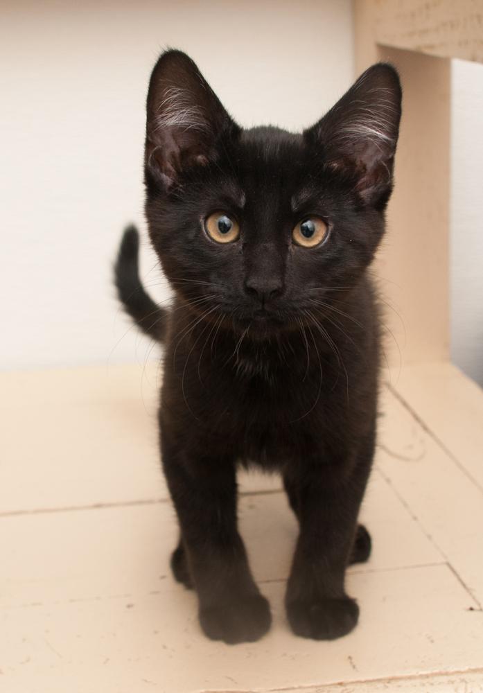 Boop (gets adopted with Bink), a Adoptable Domestic Short Hair in Westminster, CO image 4/6