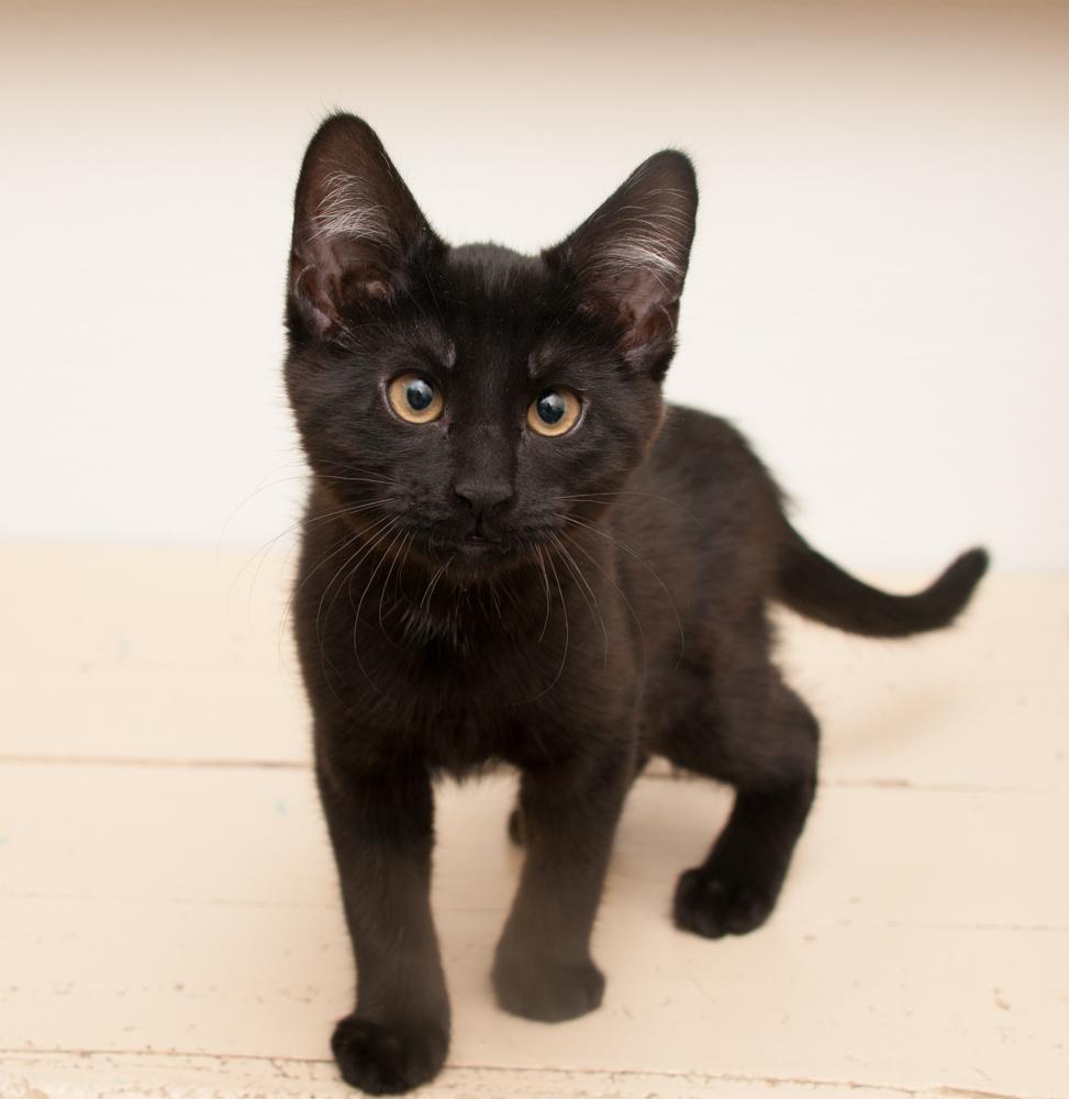 Boop (gets adopted with Bink), a Adoptable Domestic Short Hair in Westminster, CO image 5/6