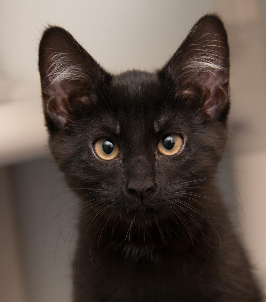 Boop (gets adopted with Bink), Adoptable, Kitten Female Domestic Short Hair.