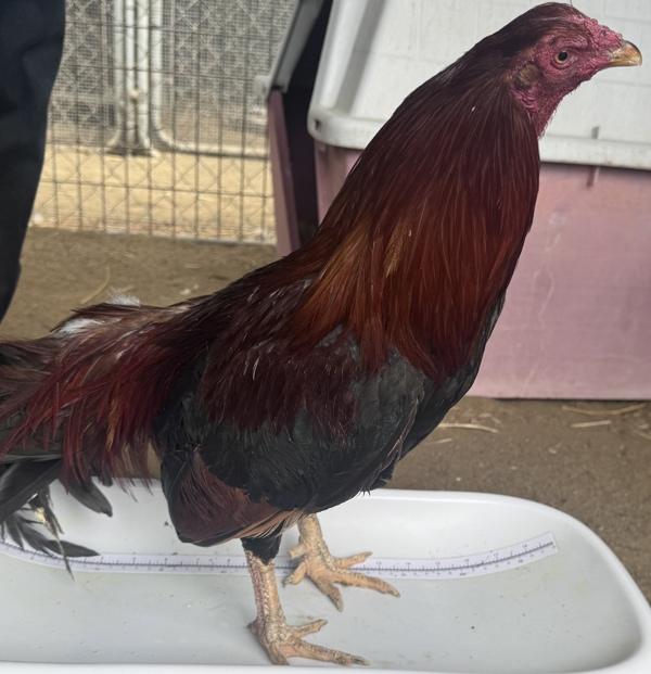 Adam Sandler, Adoptable, Young Male Chicken.