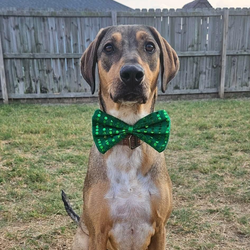 Enlarge Cookie, a Adoptable mixed breed in San Antonio, TX image 2/6