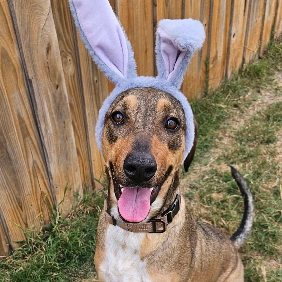 Enlarge Cookie, a Adoptable mixed breed in San Antonio, TX image 3/6