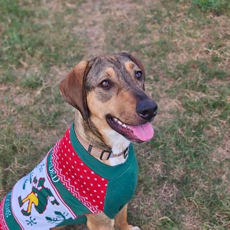 Enlarge Cookie, a Adoptable mixed breed in San Antonio, TX image 1/6