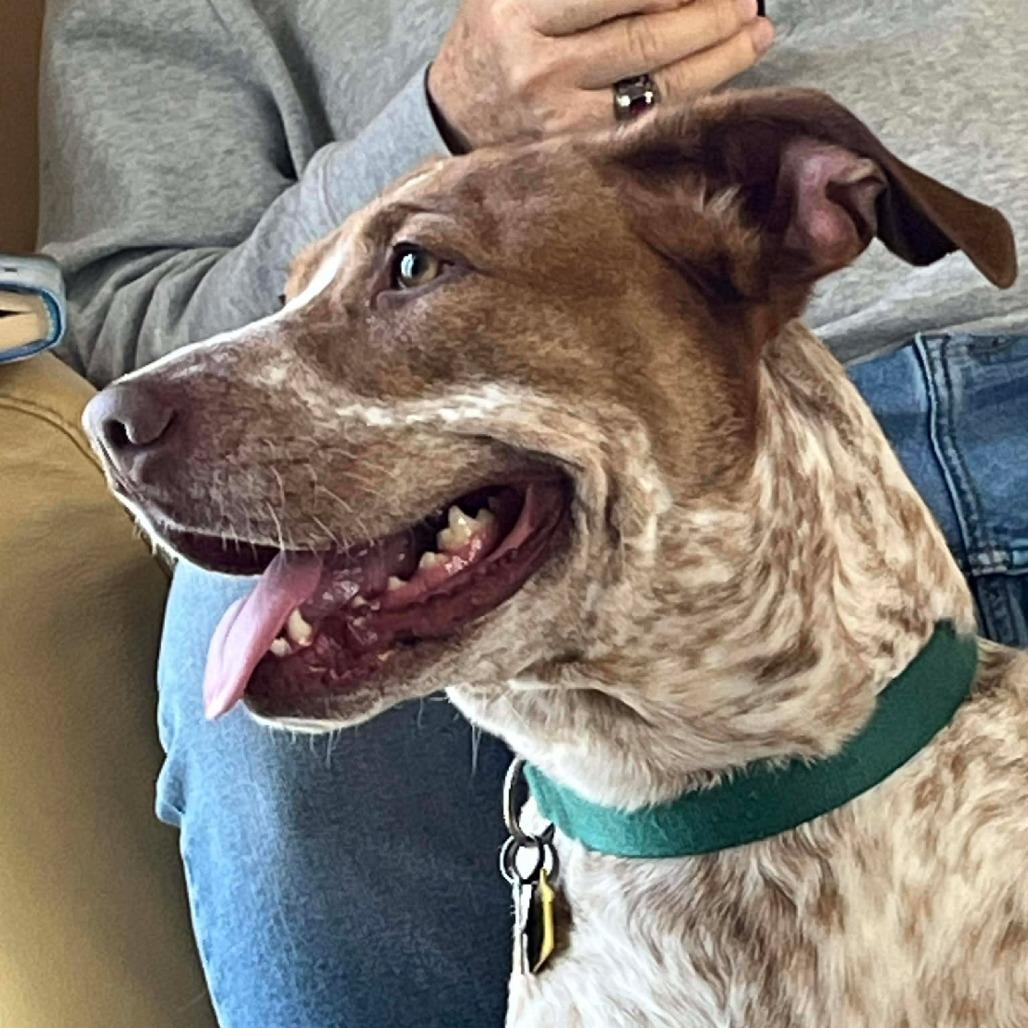 Marley, a Adoptable mixed breed in Overland Park, KS image 1/6