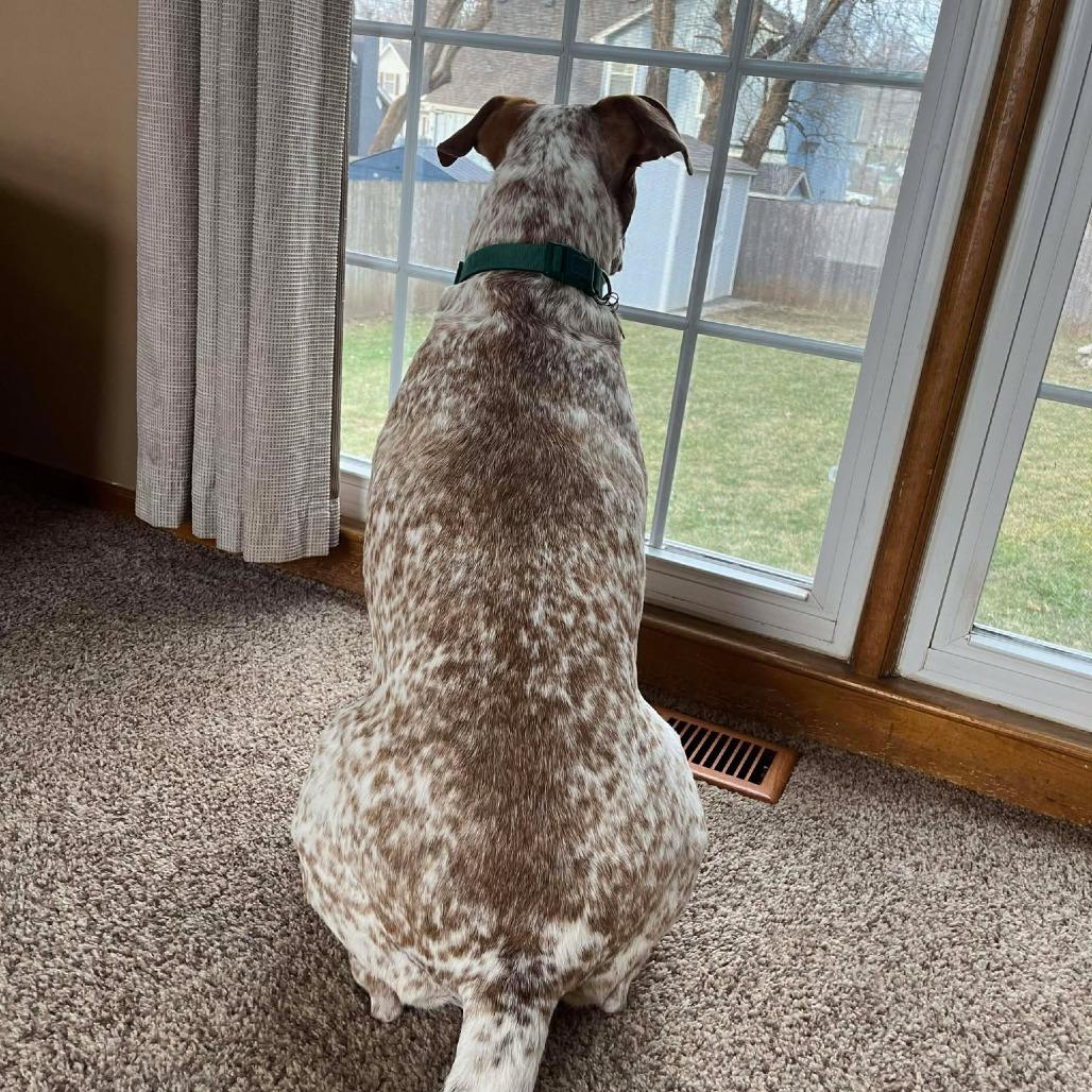 Marley, a Adoptable mixed breed in Overland Park, KS image 3/6