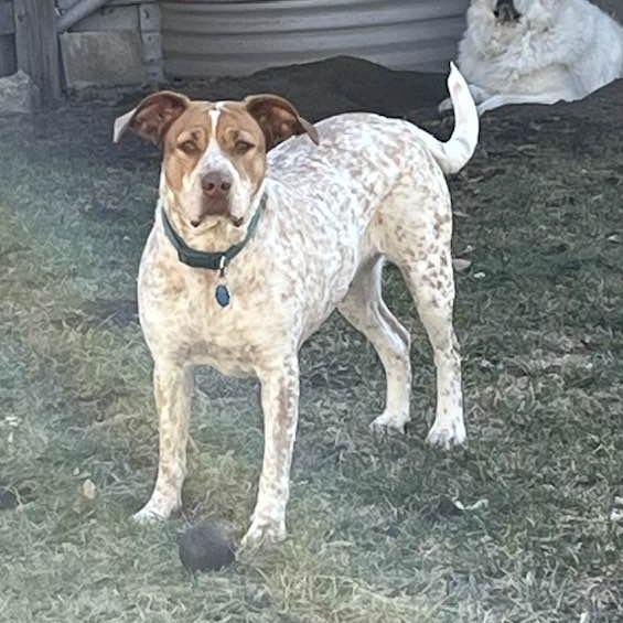 Marley, a Adoptable mixed breed in Overland Park, KS image 5/6