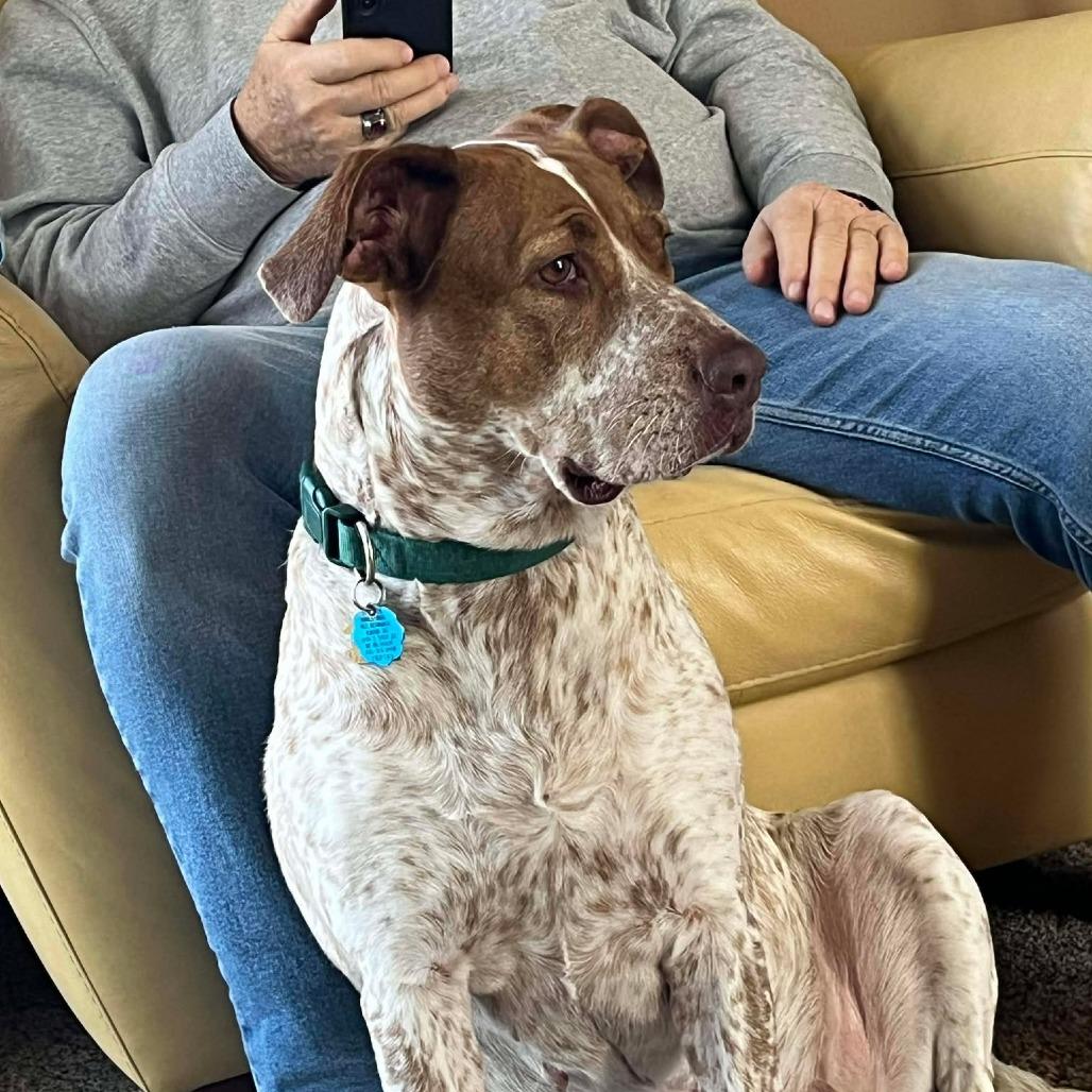 Marley, a Adoptable mixed breed in Overland Park, KS image 6/6