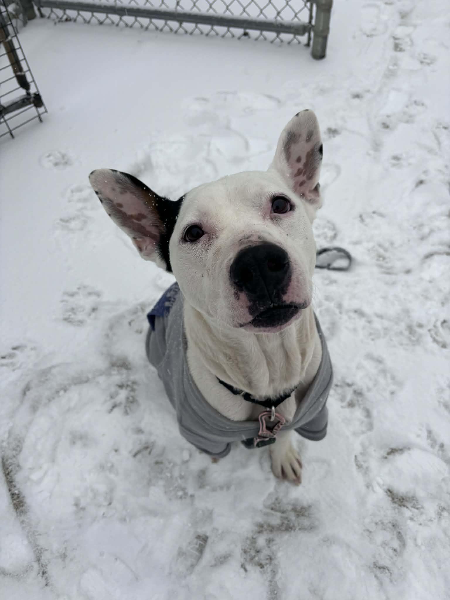 Elvie, ADOPTABLE, Adult Female Pit Bull Terrier.