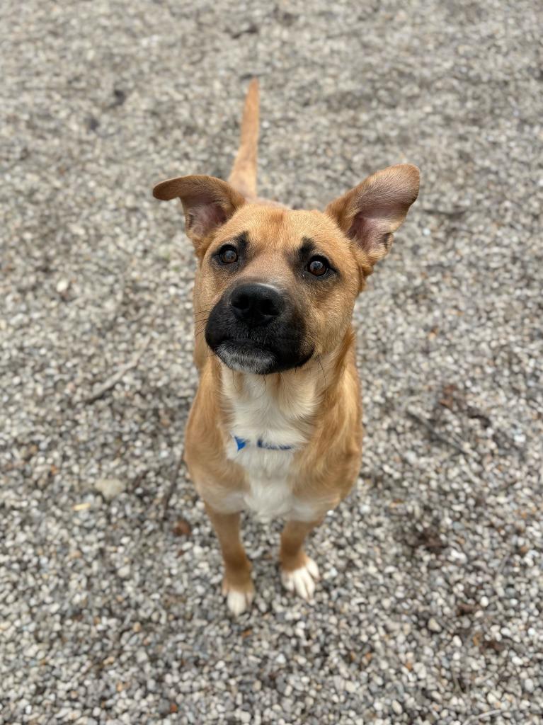 Harry Dunne, Adoptable, Adult Male Mixed Breed.