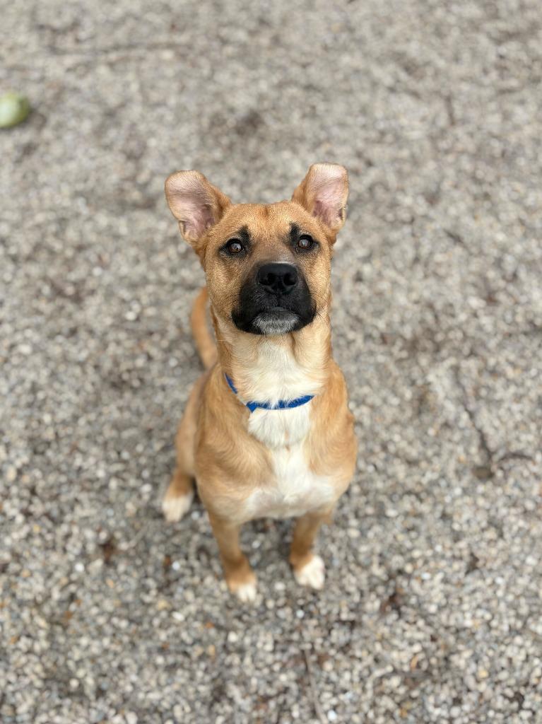 Enlarge Harry Dunne, a Adoptable mixed breed in Chillicothe, OH image 2/4