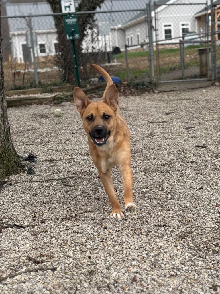 Enlarge Harry Dunne, a Adoptable mixed breed in Chillicothe, OH image 3/4
