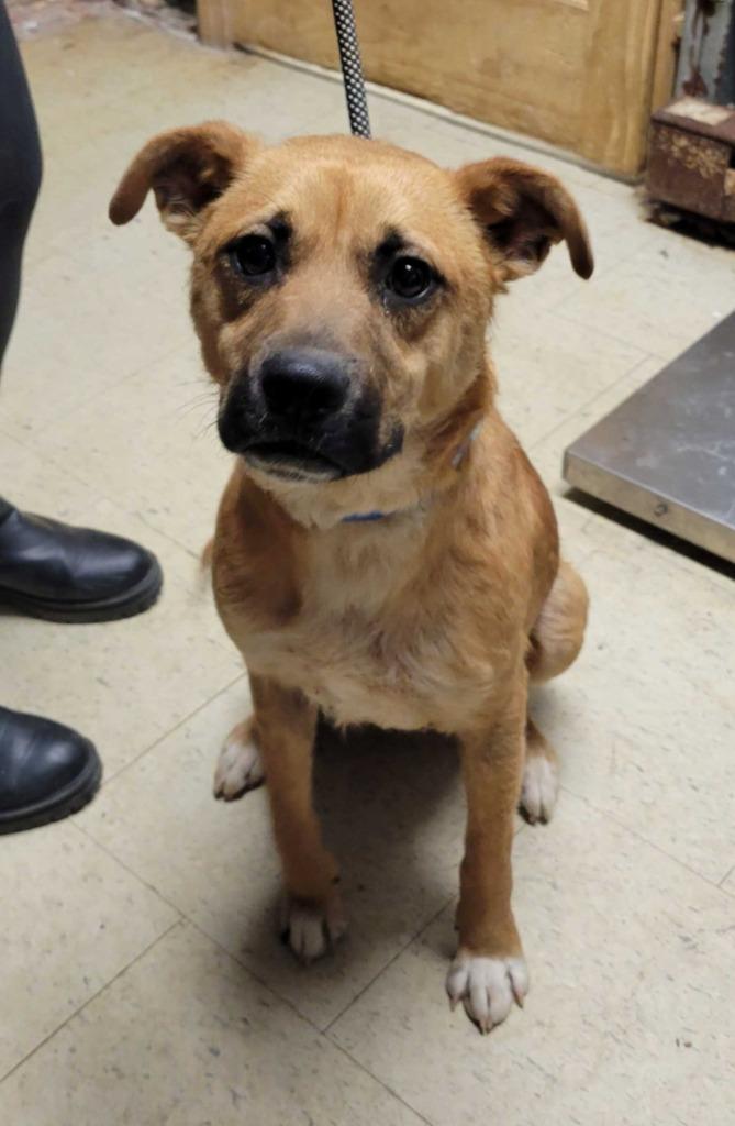 Harry Dunne, Adoptable, Adult Male Mixed Breed.