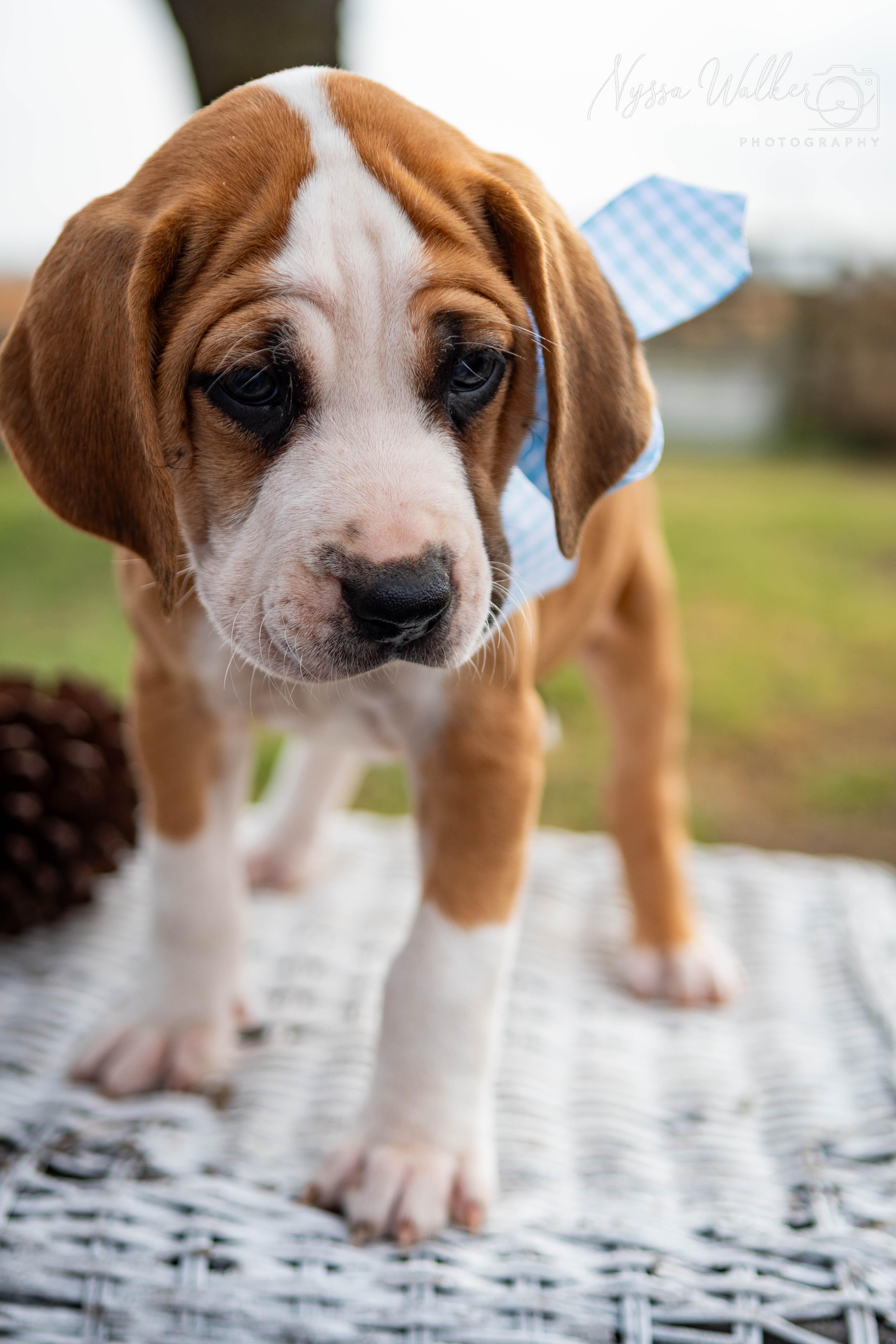 Enlarge Pine (Male), a ADOPTABLE English Coonhound in TULSA, OK image 4/6