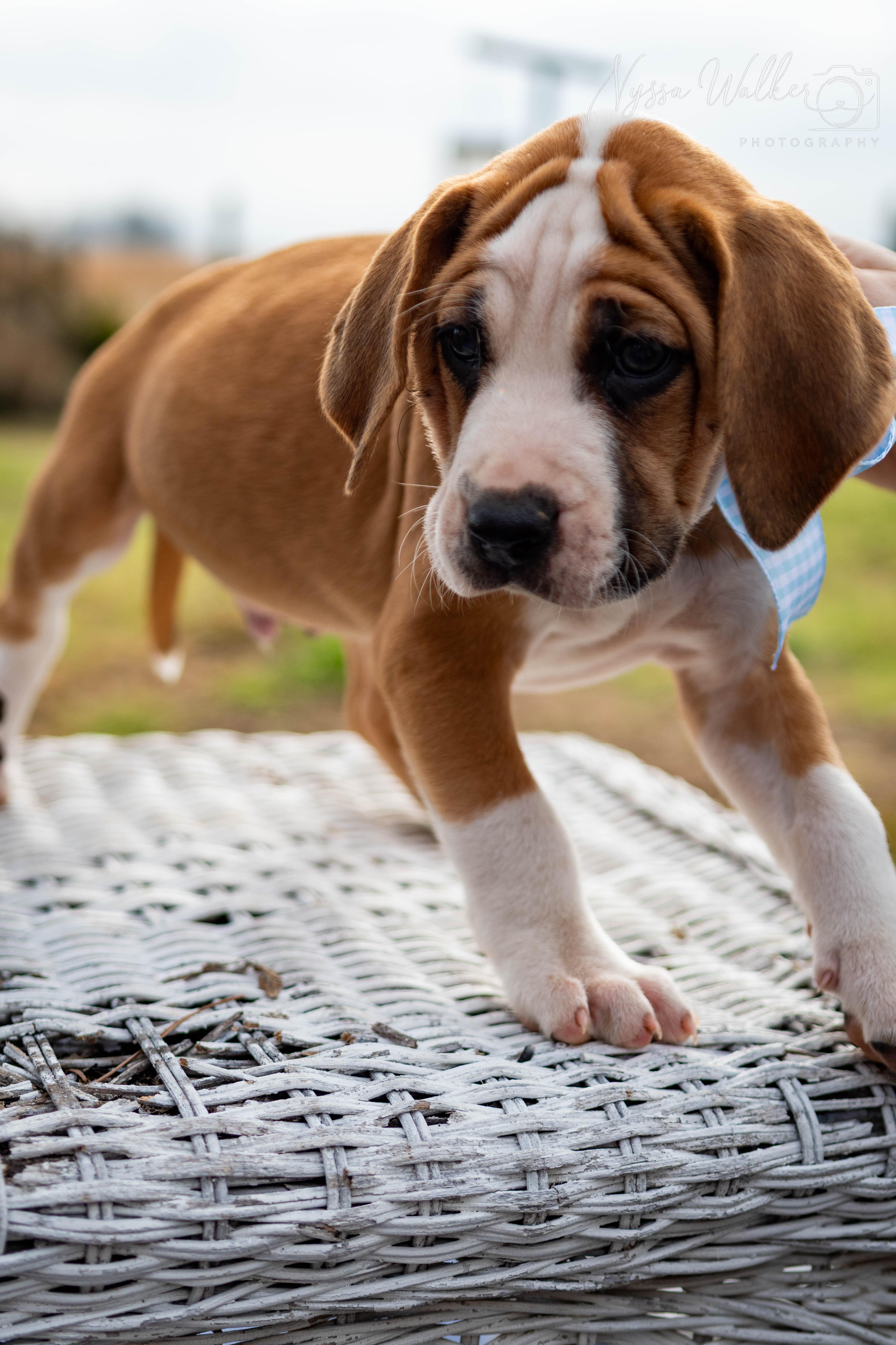 Enlarge Pine (Male), a ADOPTABLE English Coonhound in TULSA, OK image 5/6