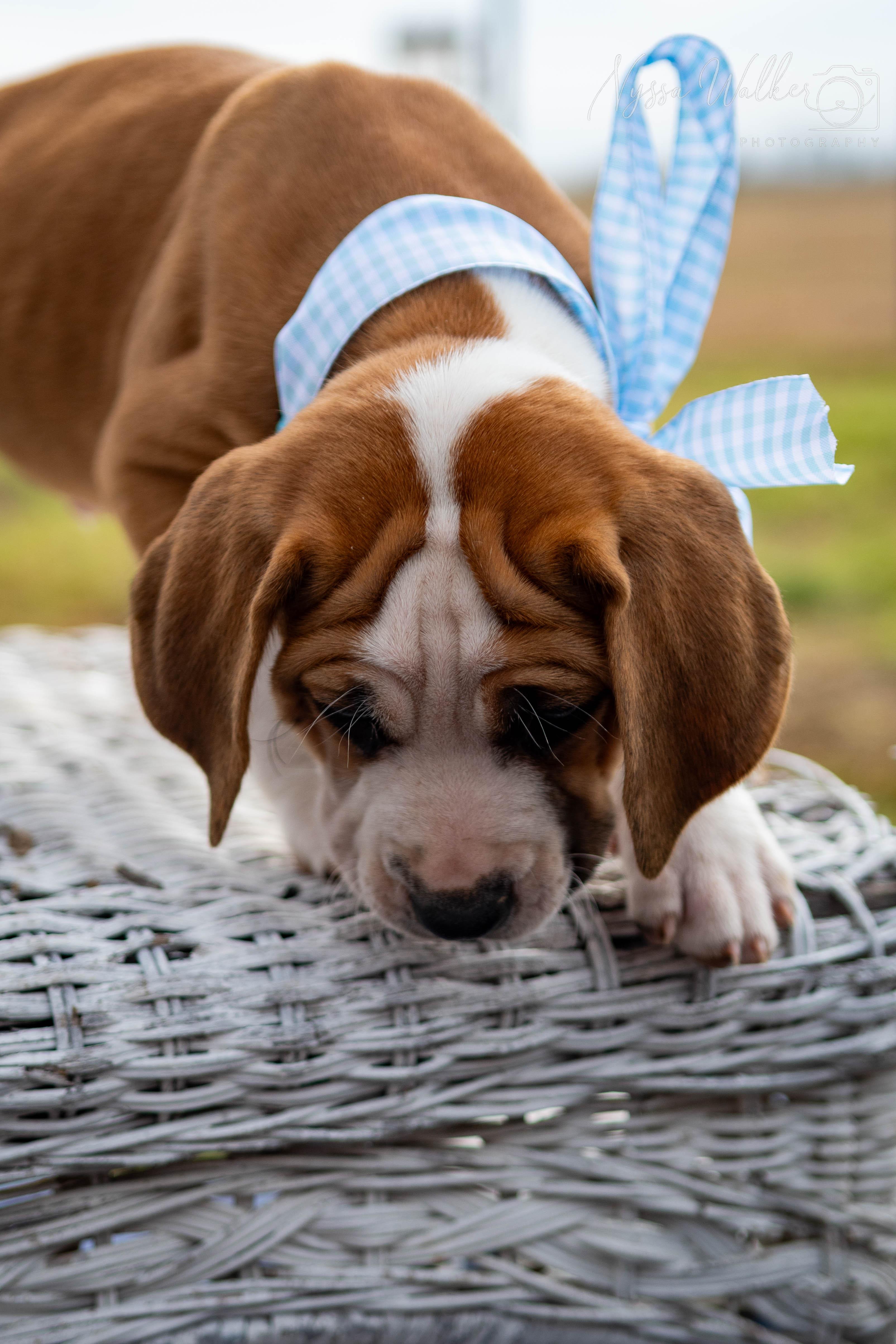 Enlarge Pine (Male), a ADOPTABLE English Coonhound in TULSA, OK image 1/6