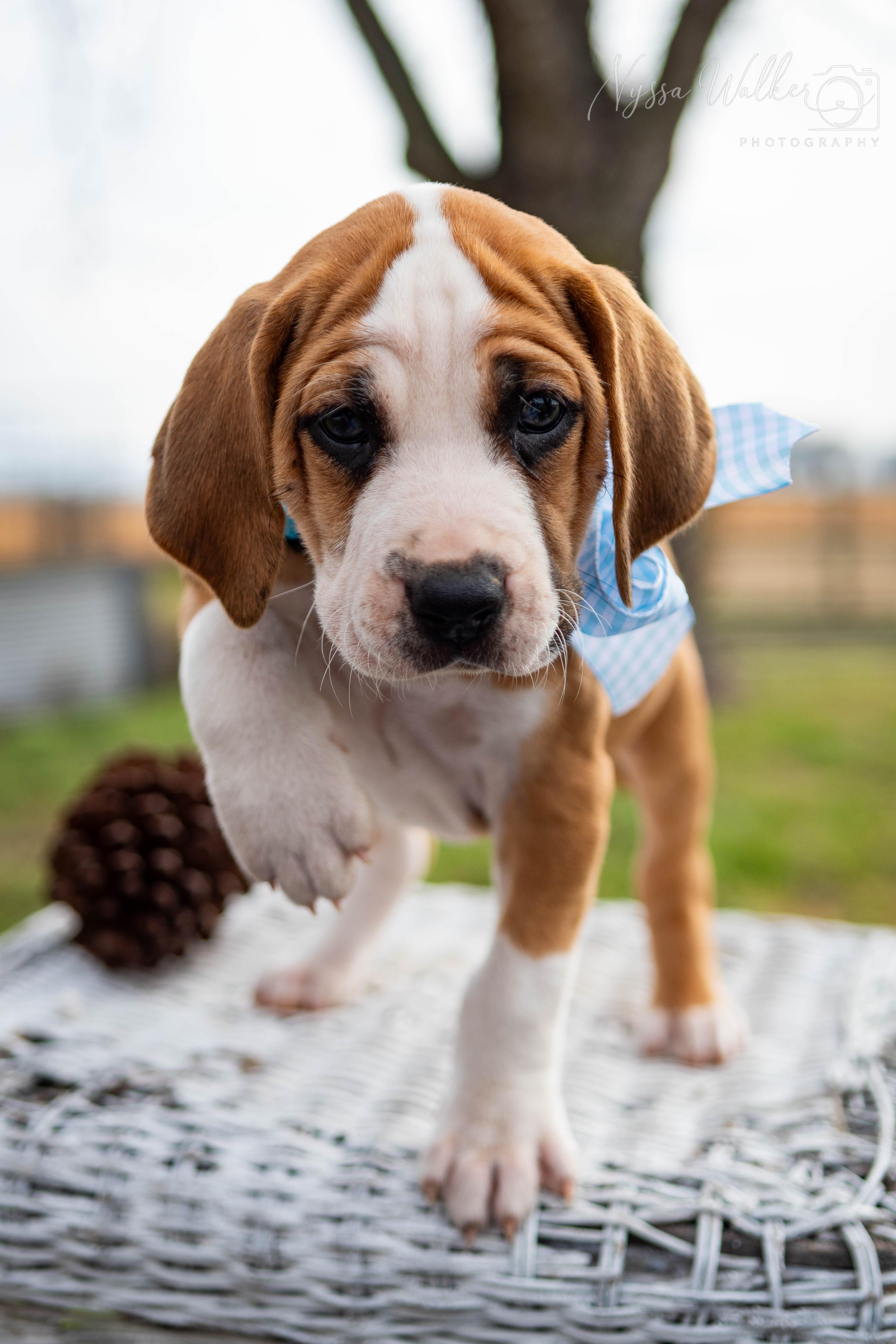 Enlarge Pine (Male), a ADOPTABLE English Coonhound in TULSA, OK image 3/6