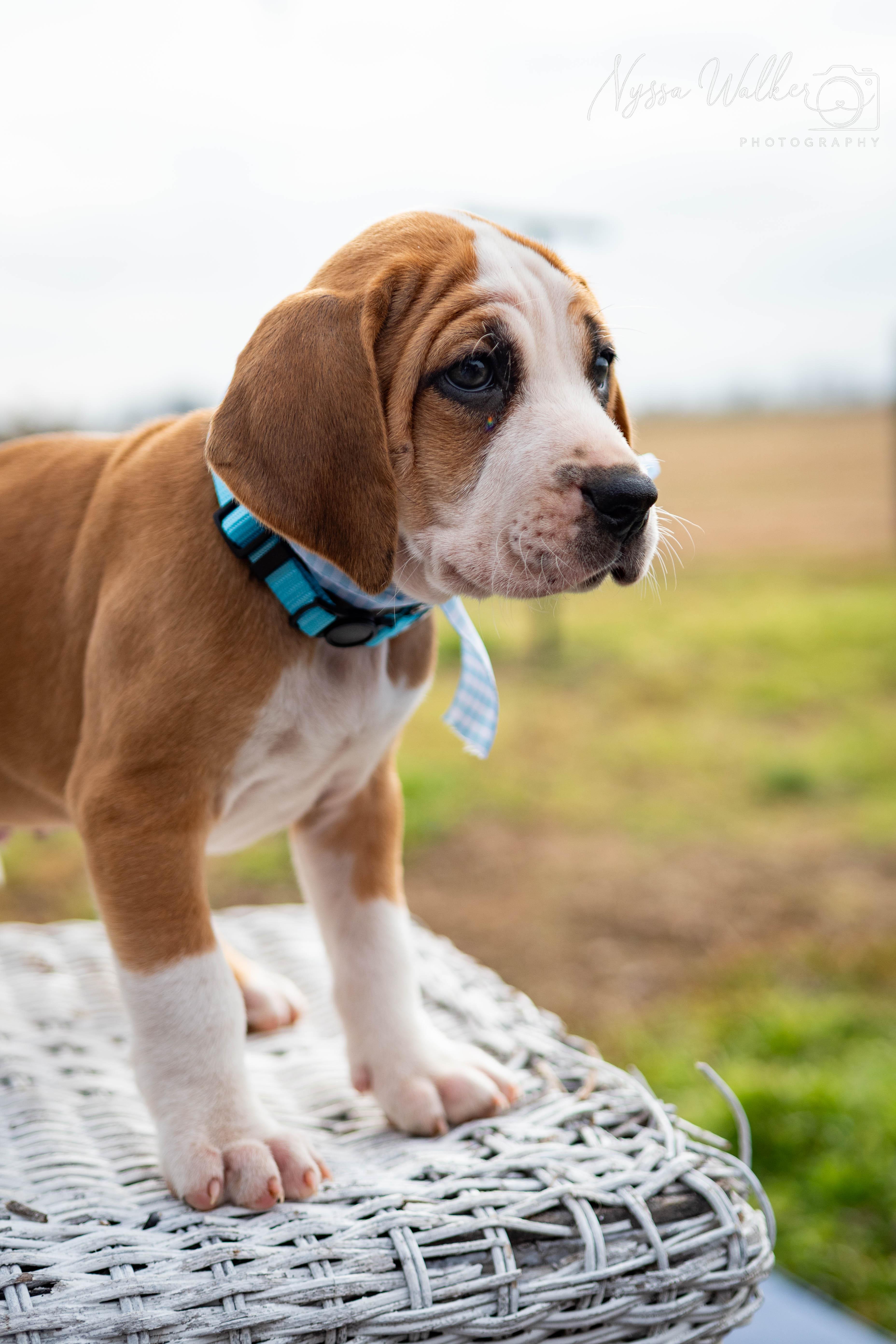 Enlarge Pine (Male), a ADOPTABLE English Coonhound in TULSA, OK image 6/6