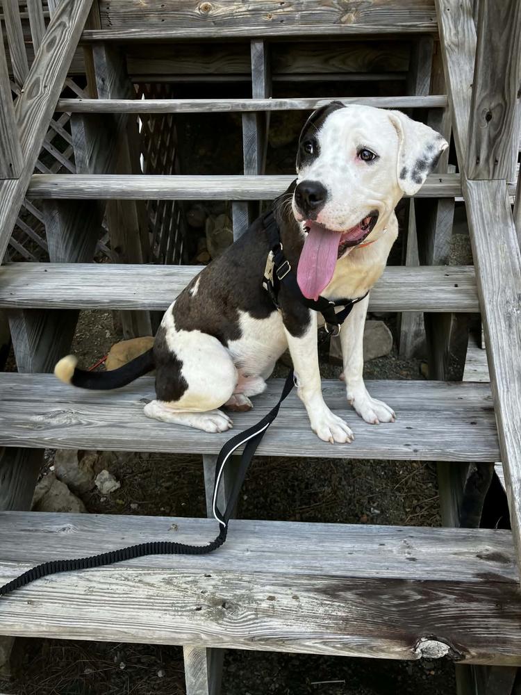 Scooter, Adoptable, Young Male American Bulldog.
