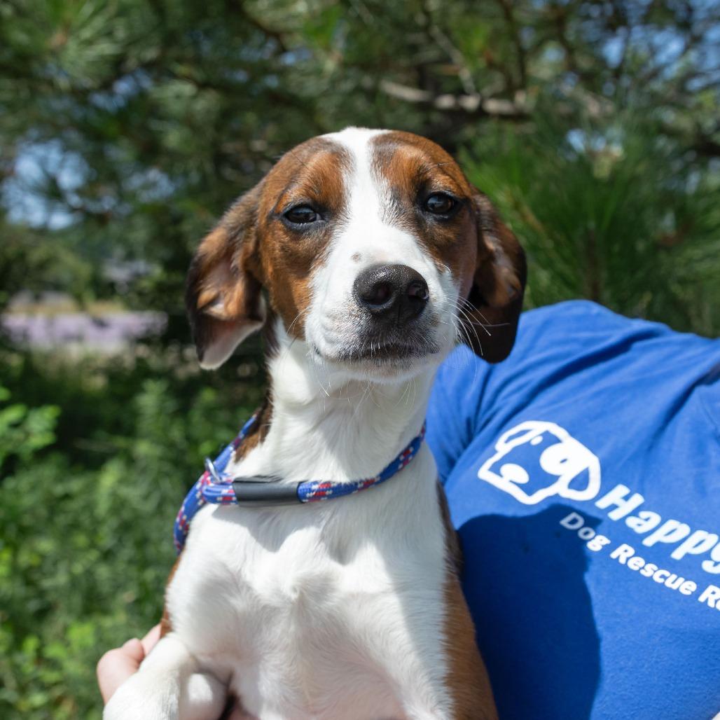 Drake, Adoptable, Young Male Beagle & Collie.