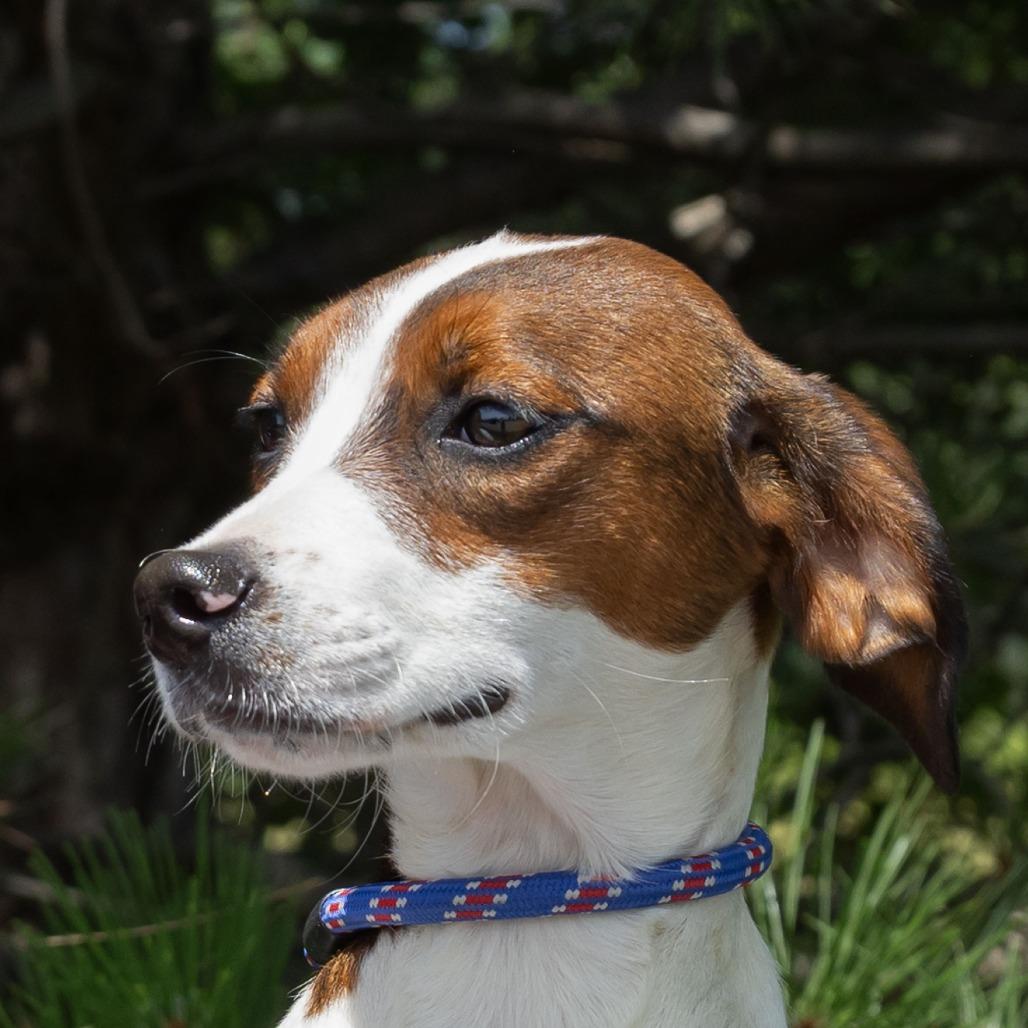 Enlarge Drake, a Adoptable mixed breed in Erie, PA image 2/6