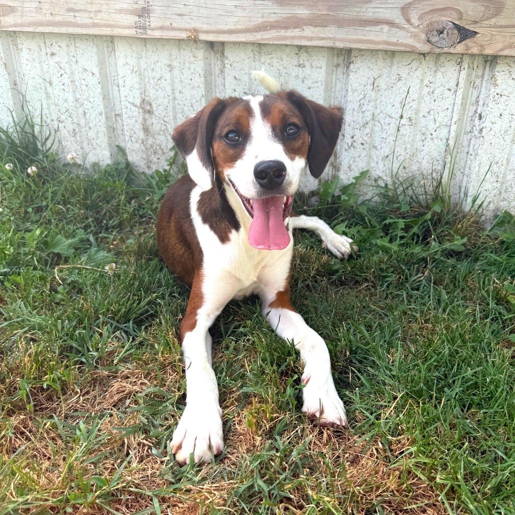 Enlarge Drake, a Adoptable mixed breed in Erie, PA image 3/6