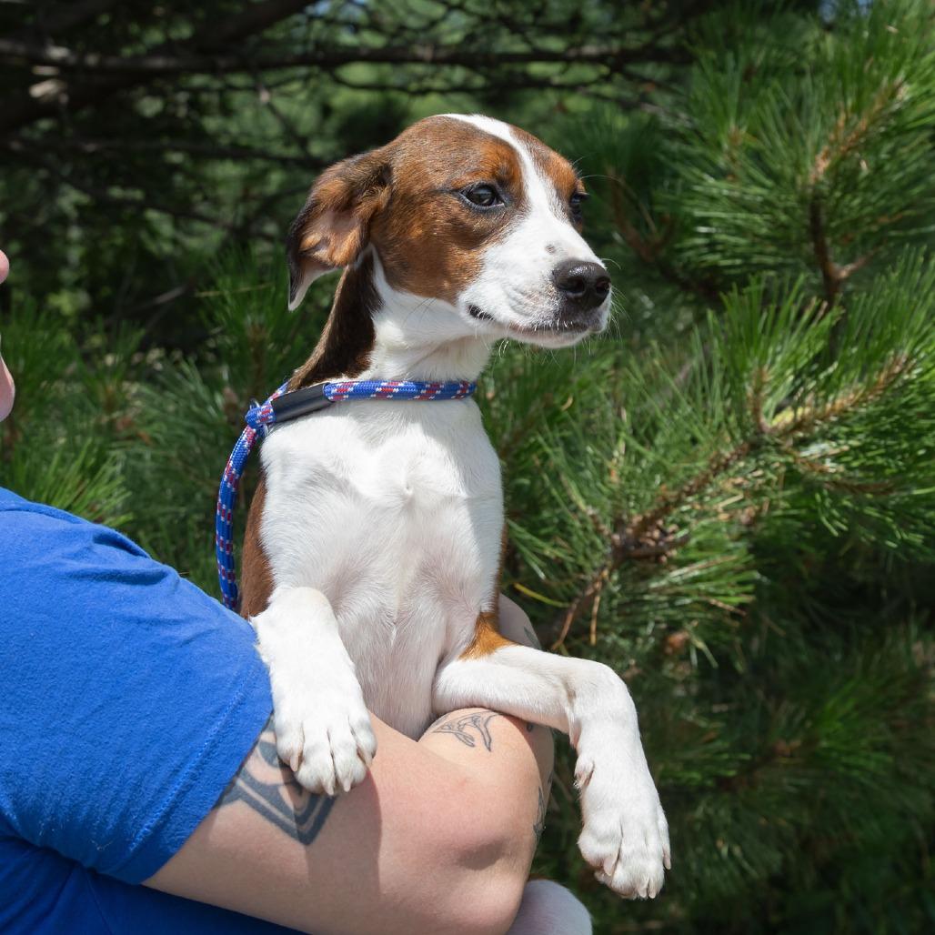 Enlarge Drake, a Adoptable mixed breed in Erie, PA image 4/6