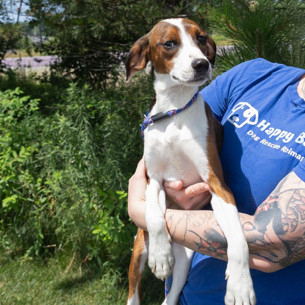 Enlarge Drake, a Adoptable mixed breed in Erie, PA image 5/6
