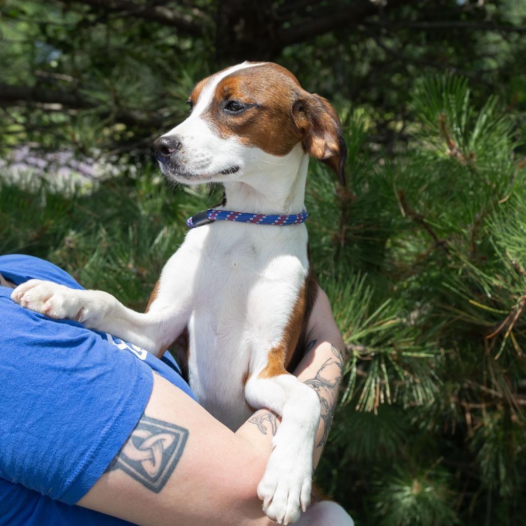 Enlarge Drake, a Adoptable mixed breed in Erie, PA image 6/6