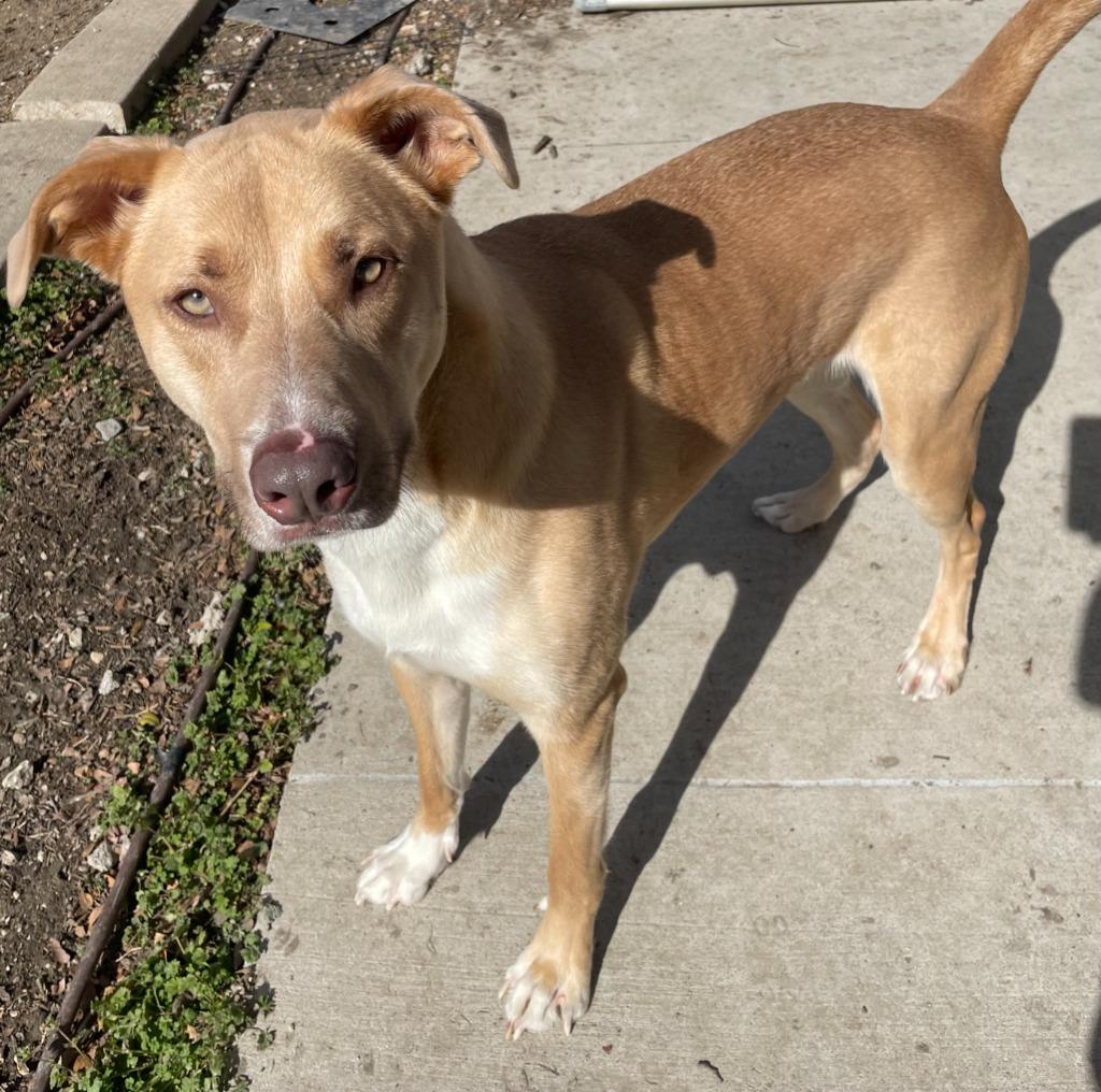 Banner, Adoptable, Adult Male Labrador Retriever.