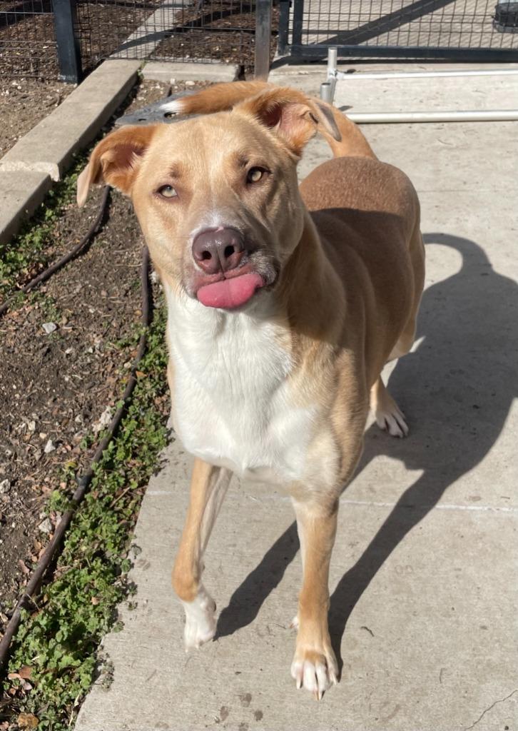 Enlarge Banner, a Adoptable mixed breed in Little Elm, TX image 2/3