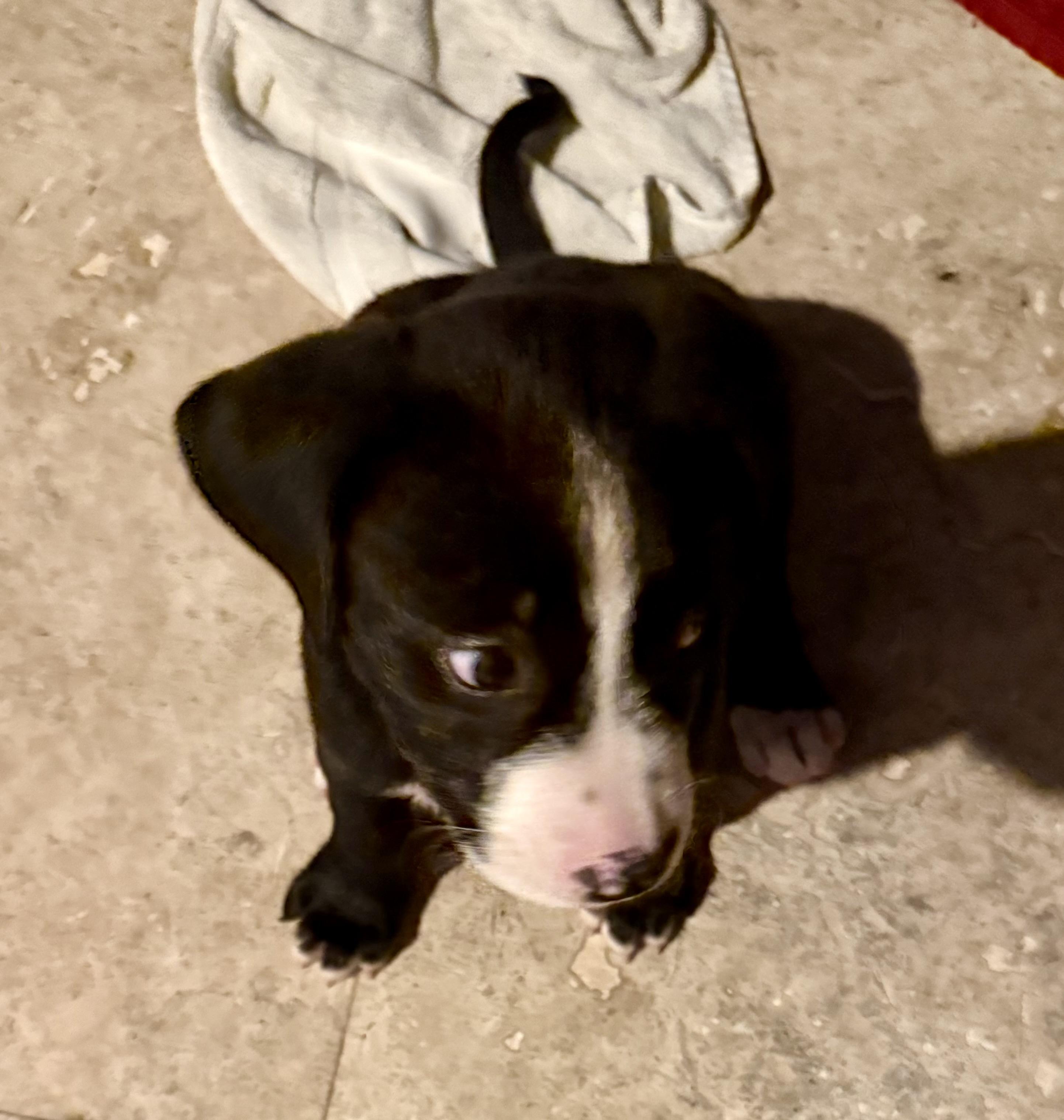 Puppy Cookie Girl Tuxedo, a ADOPTABLE mixed breed in Boca Raton, FL image 6/6