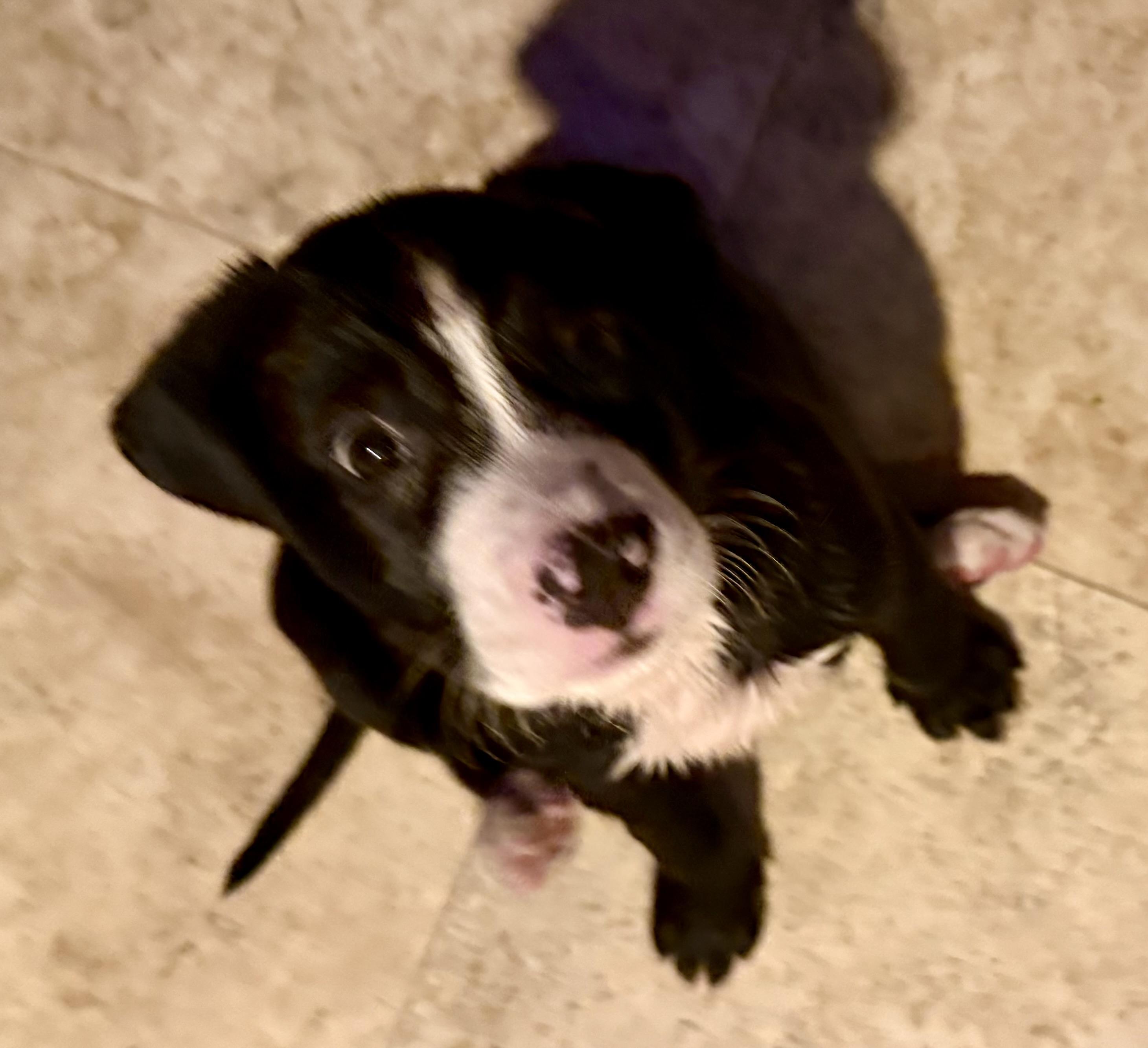 Puppy Cookie Girl Tuxedo, a ADOPTABLE mixed breed in Boca Raton, FL image 4/6