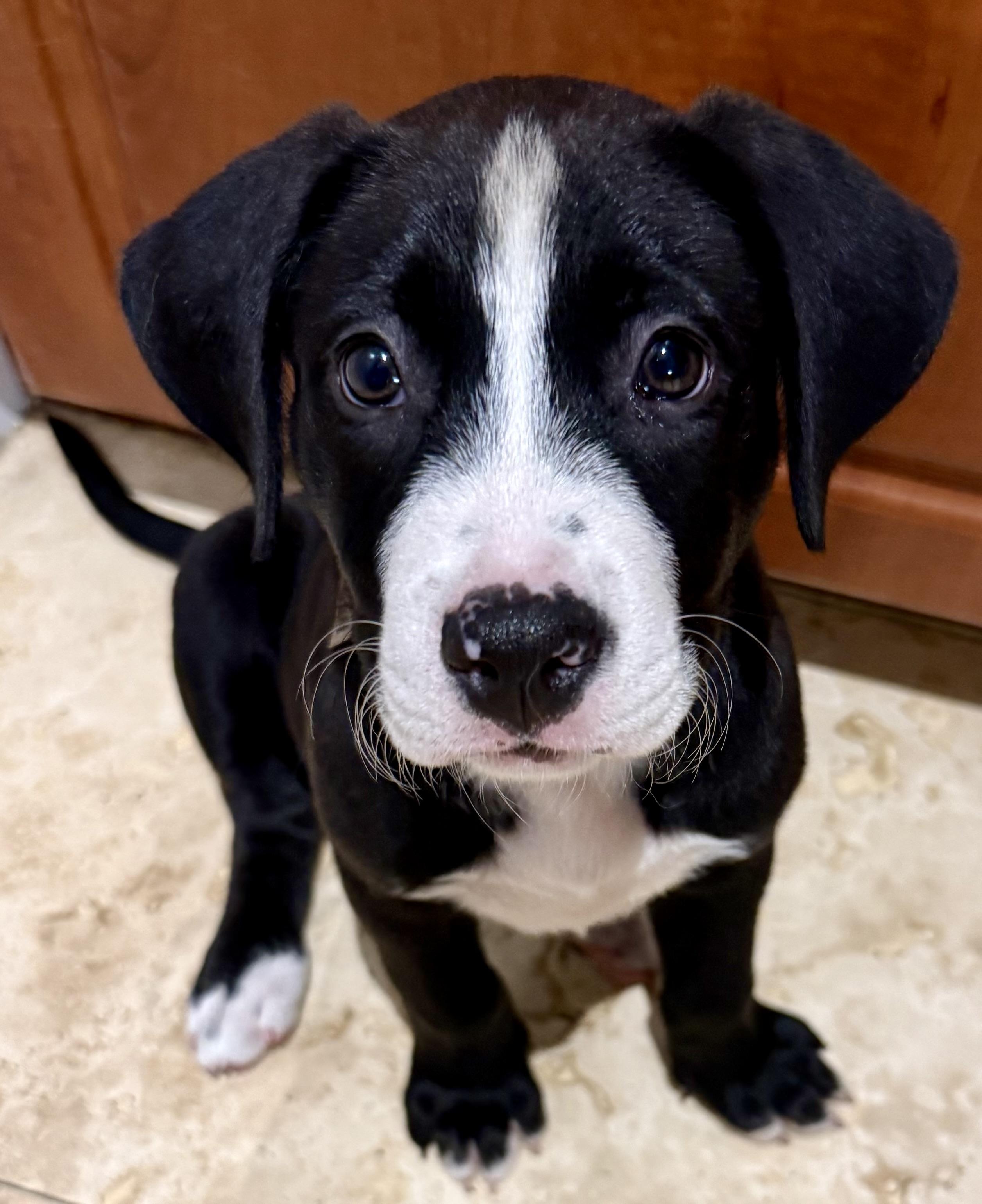 Puppy Cookie Girl Tuxedo, an adopted mixed breed in Boca Raton, FL image 4/6